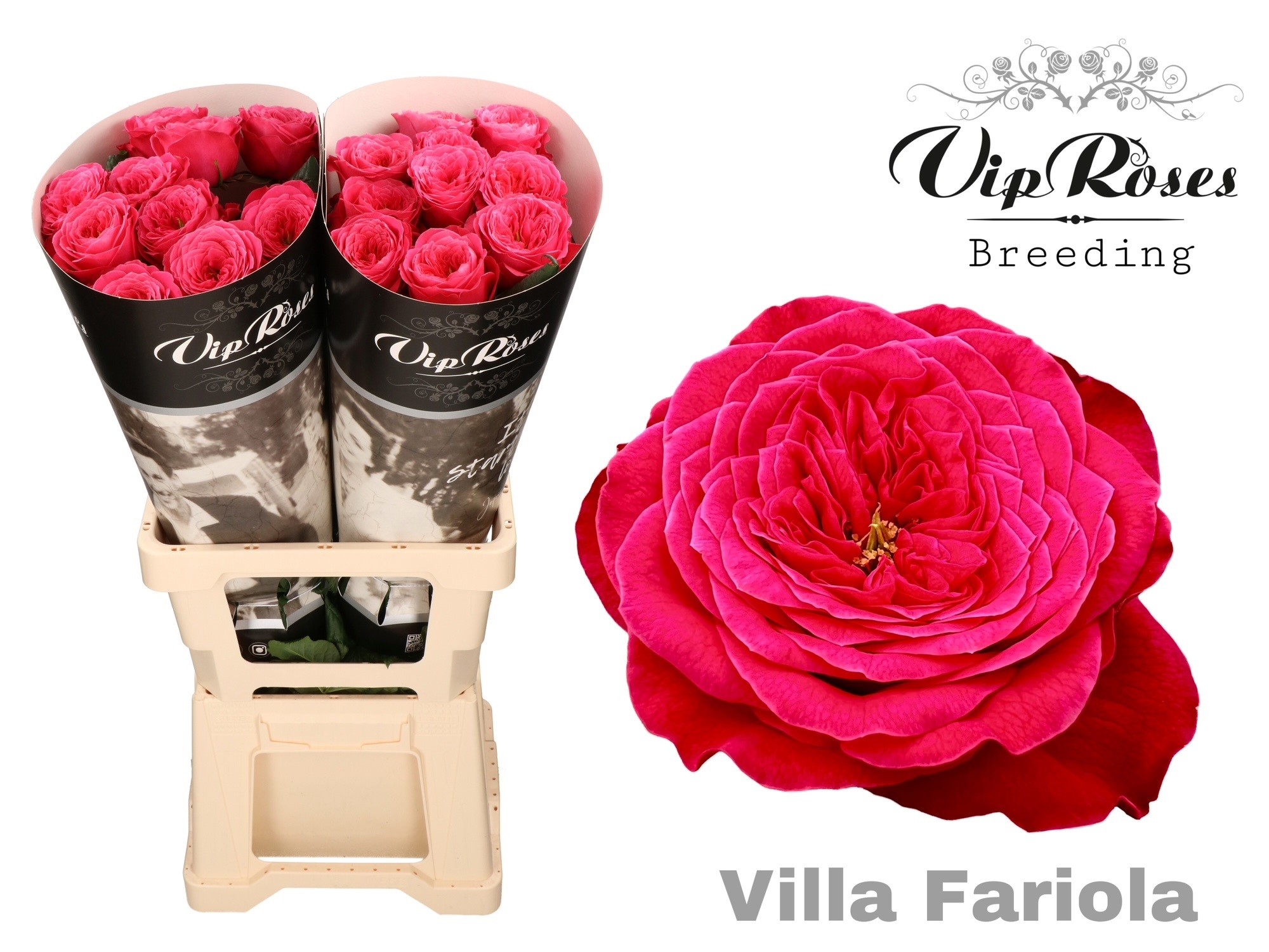 R Gr Villa Fariola 70 cm