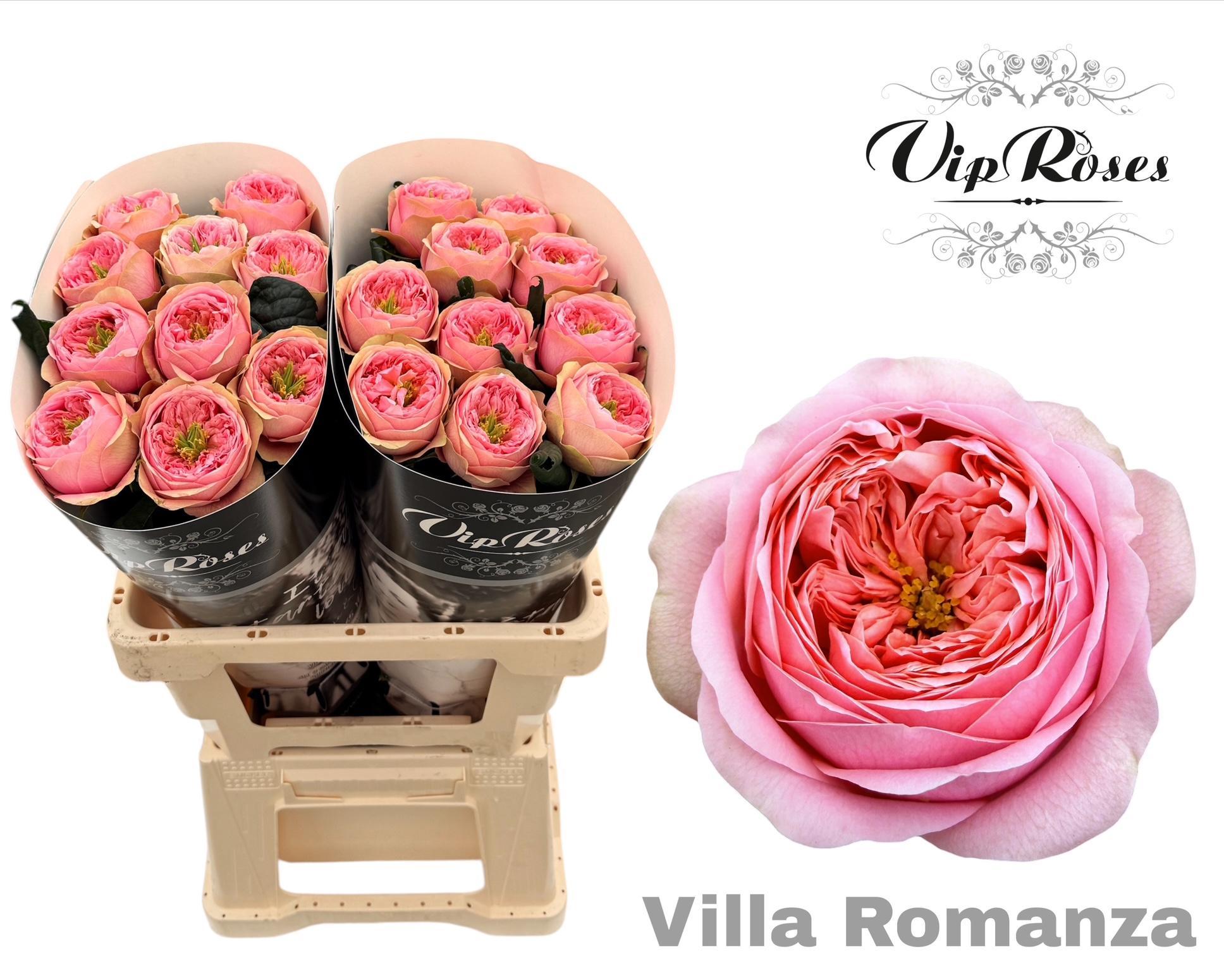 R Gr Villa Romanza 60 cm