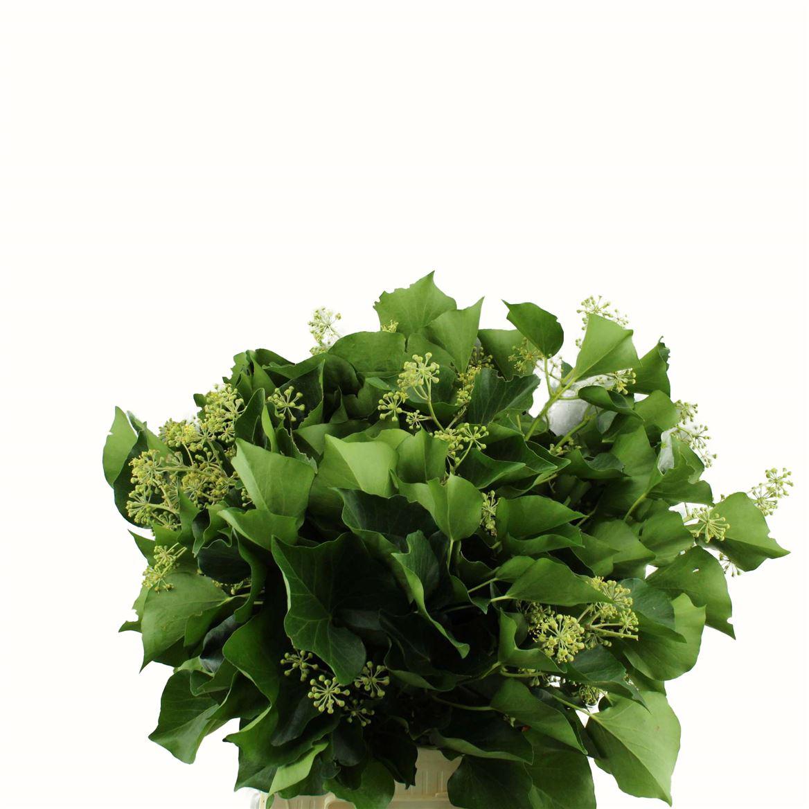 Hedera Nl
