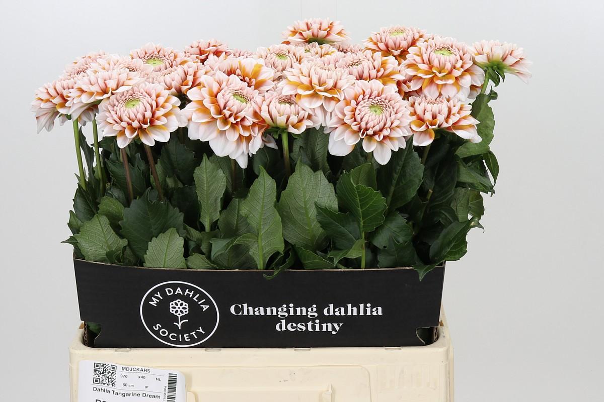 Dahlia Tangarine Dream