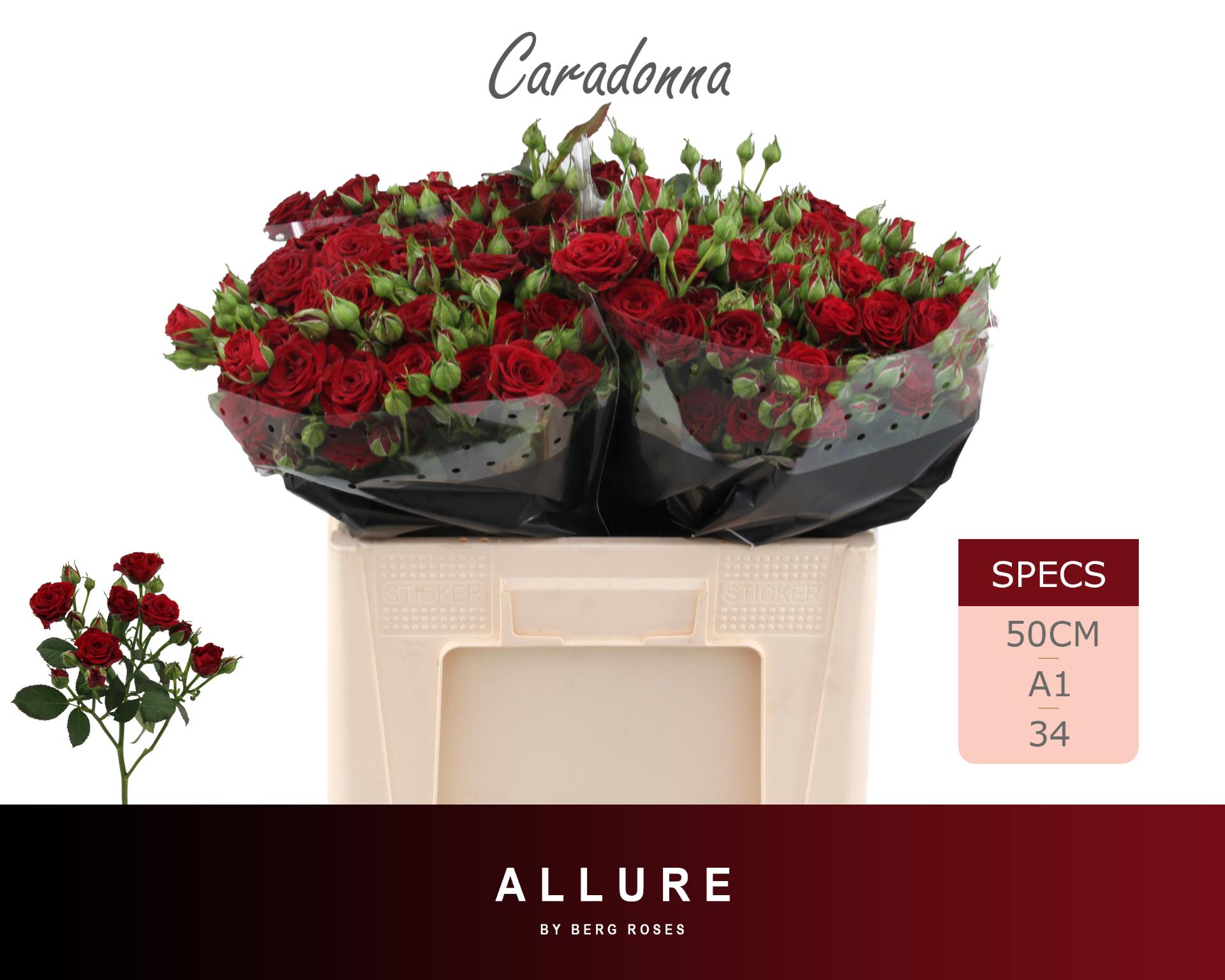 Rosa Spr Caradonna 50cm