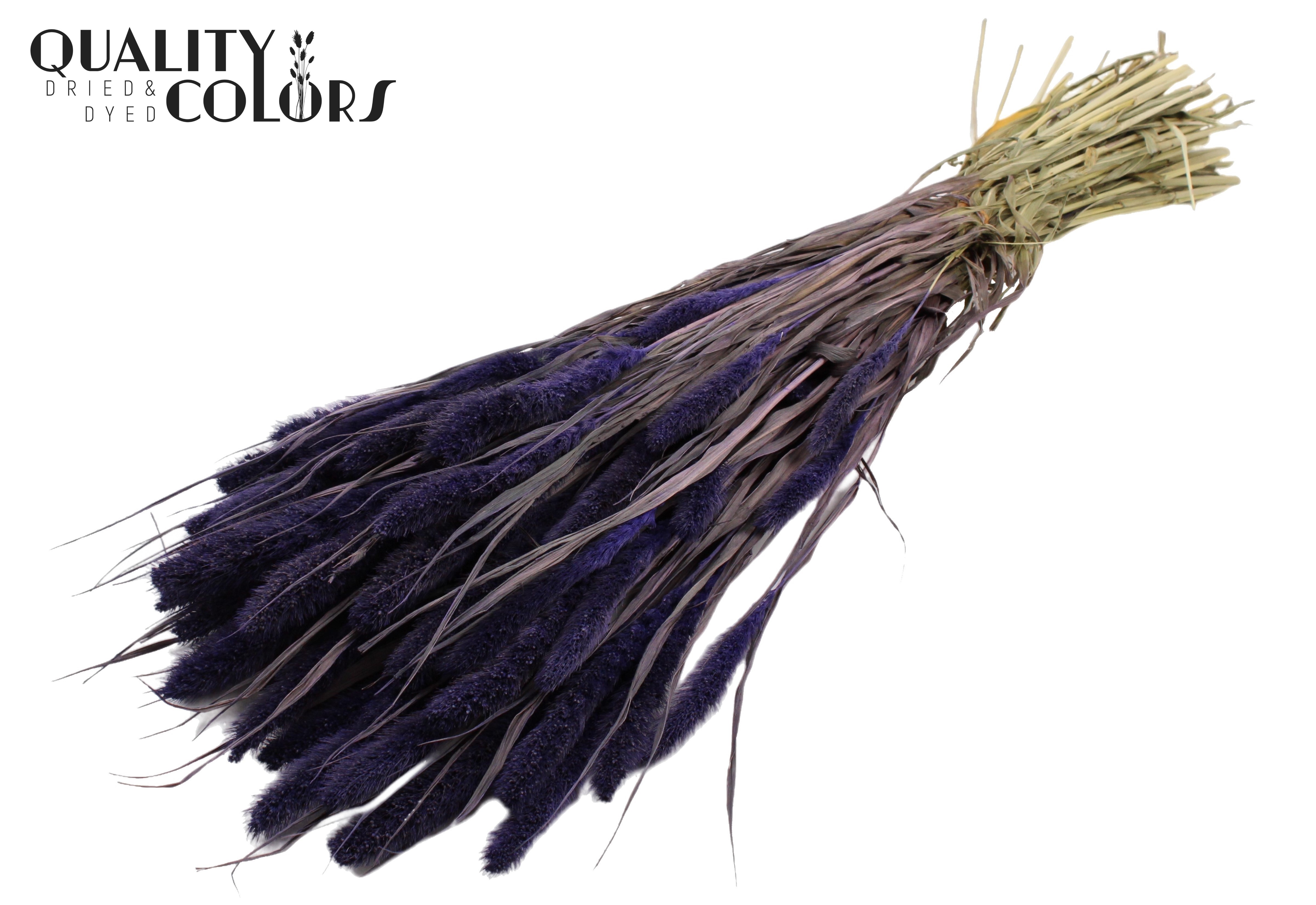 Setaria Purple Per Bunch 70cm