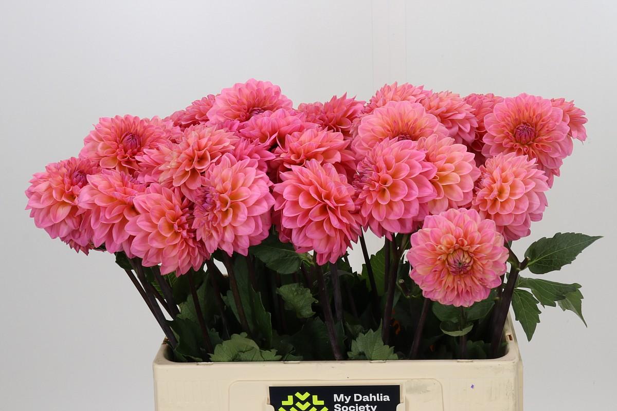 Dahlia Doris Duke