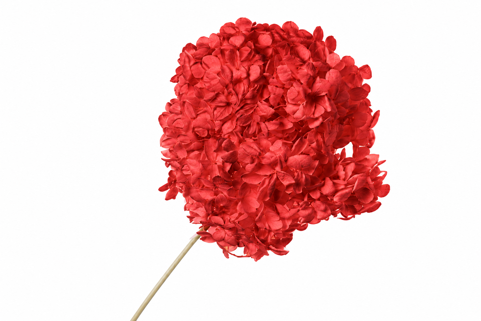 Dried Bleached Hydrangea Anna Red