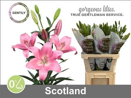 Li La Scotland