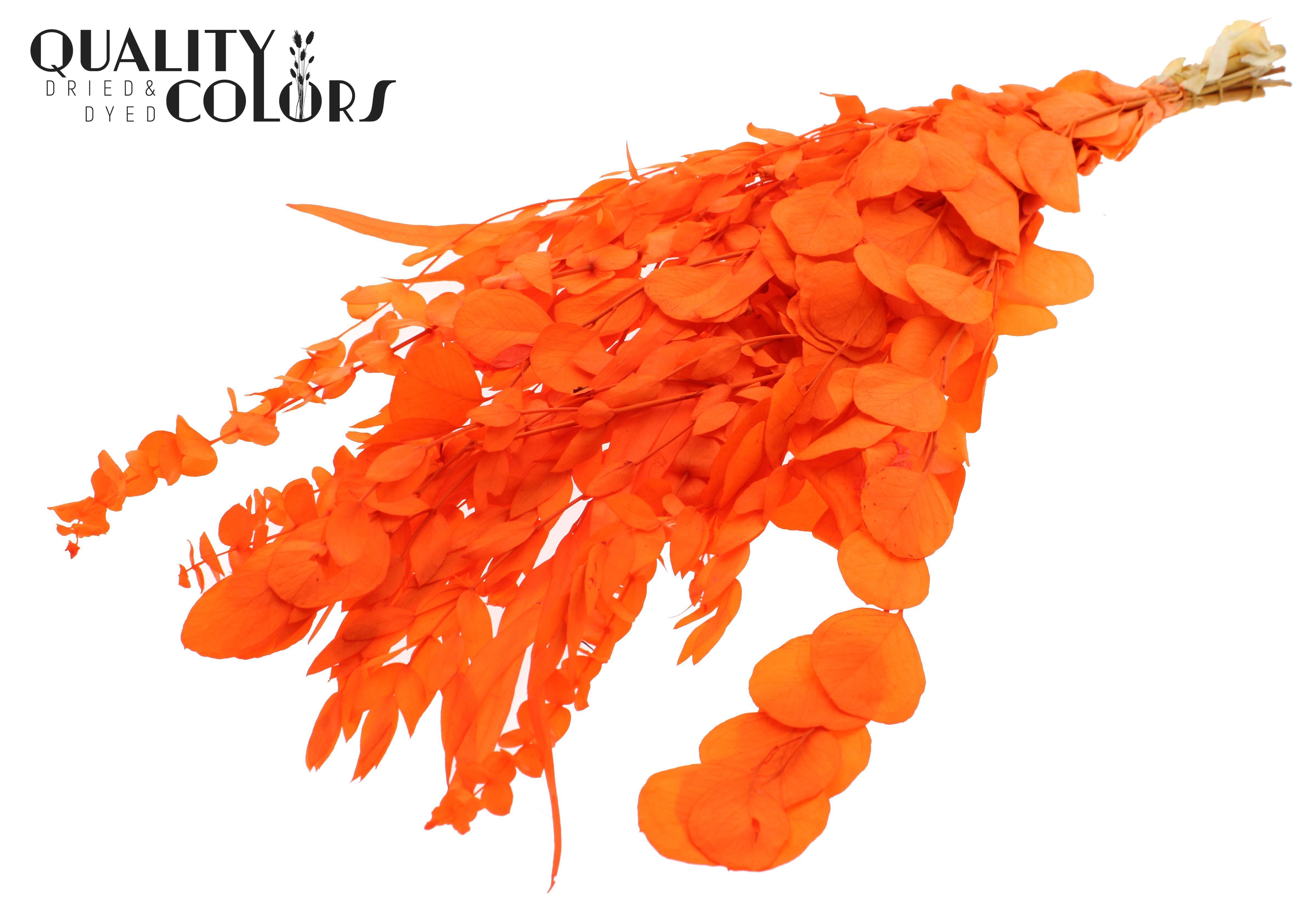 Eucalyptus Coral Mix Per Bunch 65cm 150gr.