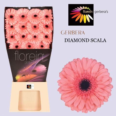 Ge Gr Scala Diamond 45