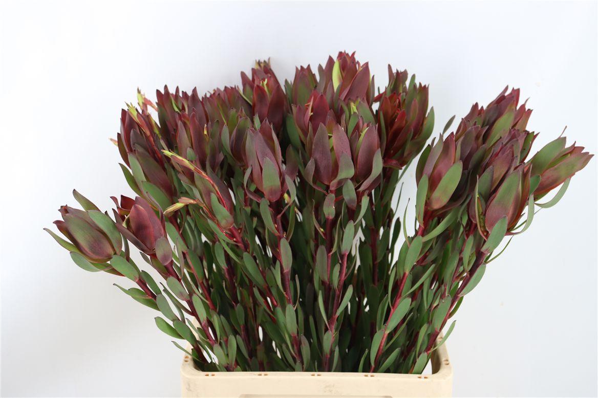 Leucad Senorita 70 Cm