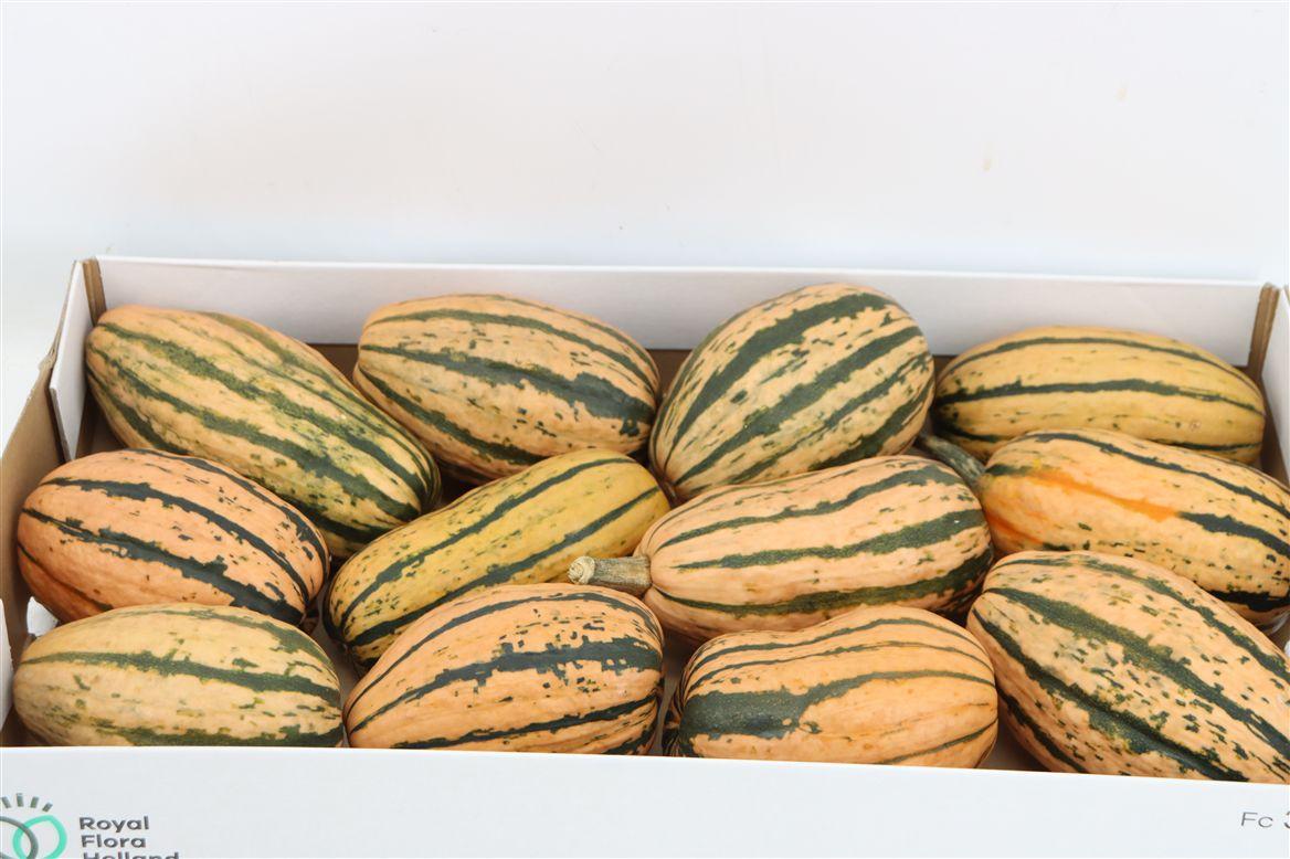 Sier Cuc P Striped Delicate