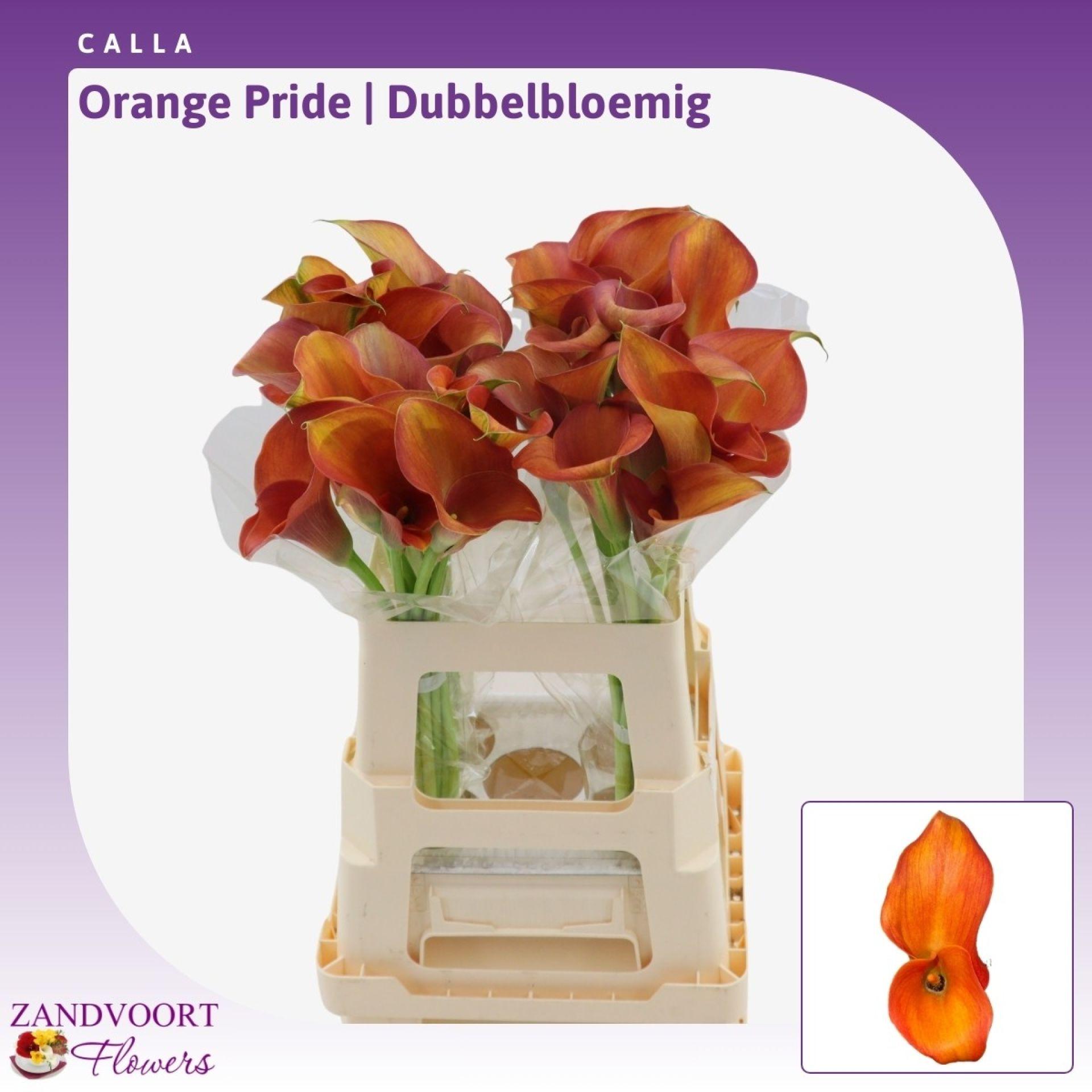 Calla Orange Pride | Dubbelbloemig