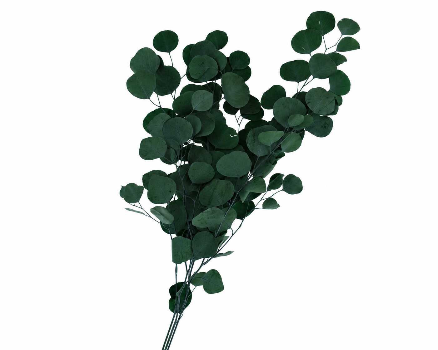 Dried Bleached Eucalyptus Populus Dark Green
