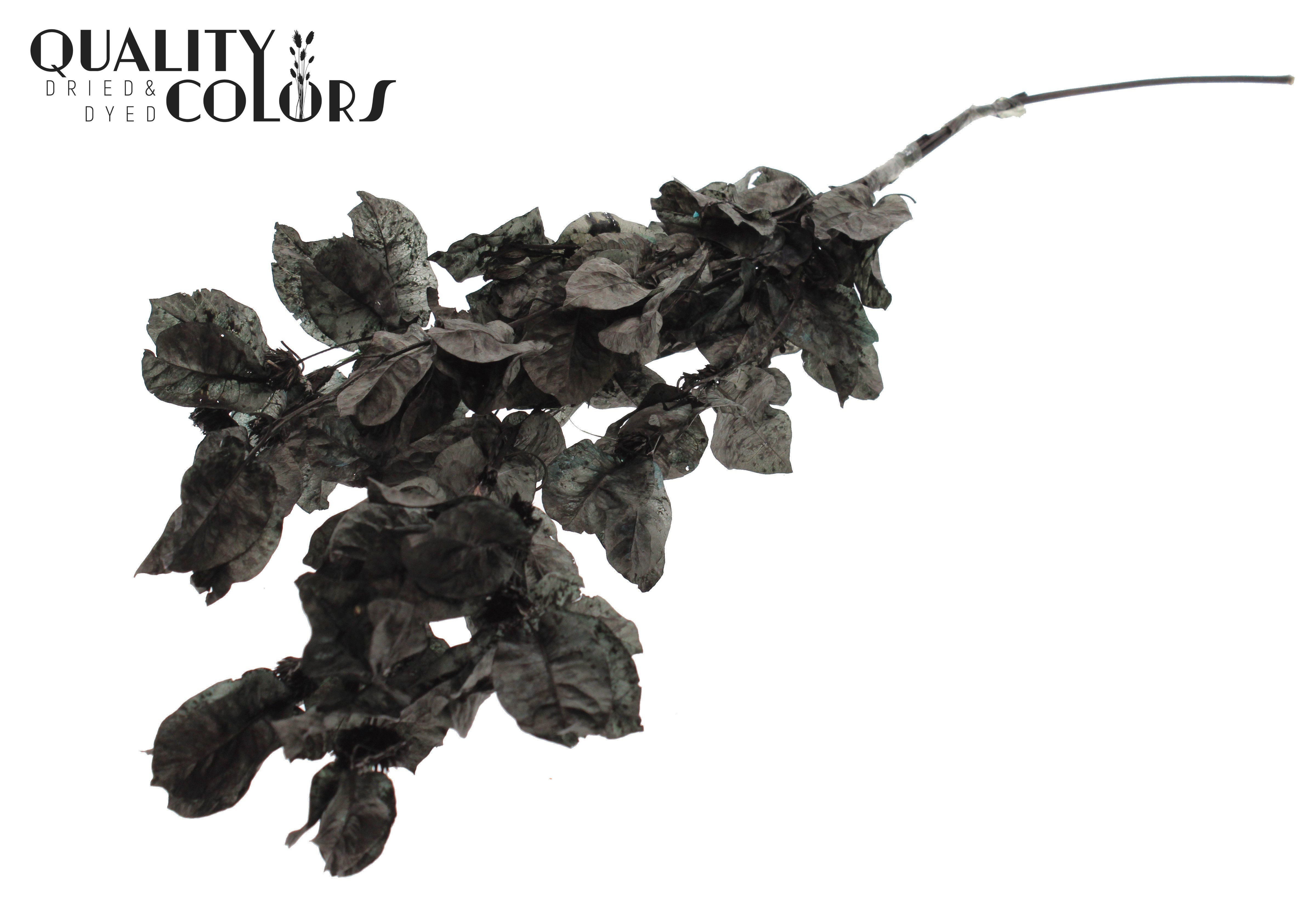 Bougainvillea Black Per Bunch