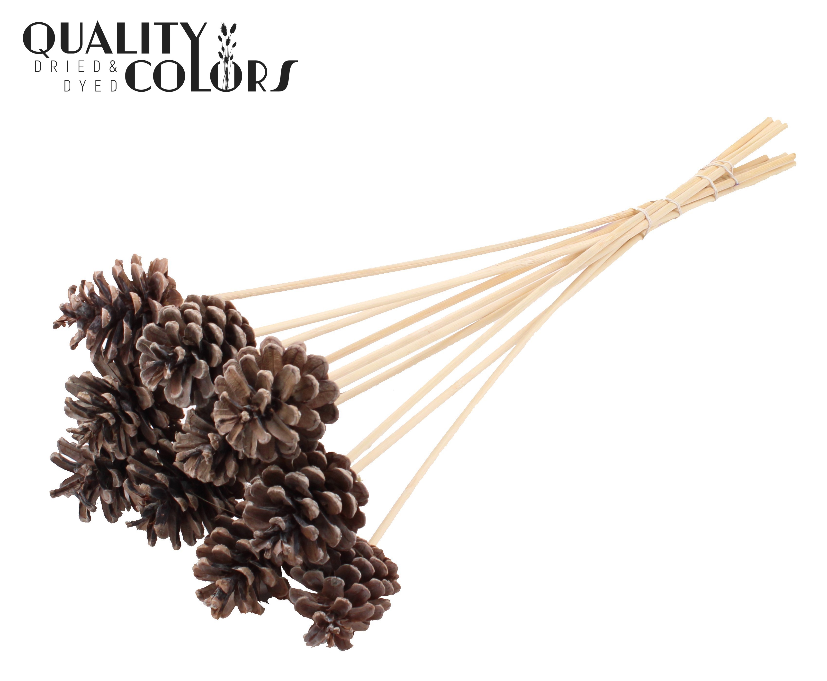 Pine Cone Frosted White 50cm