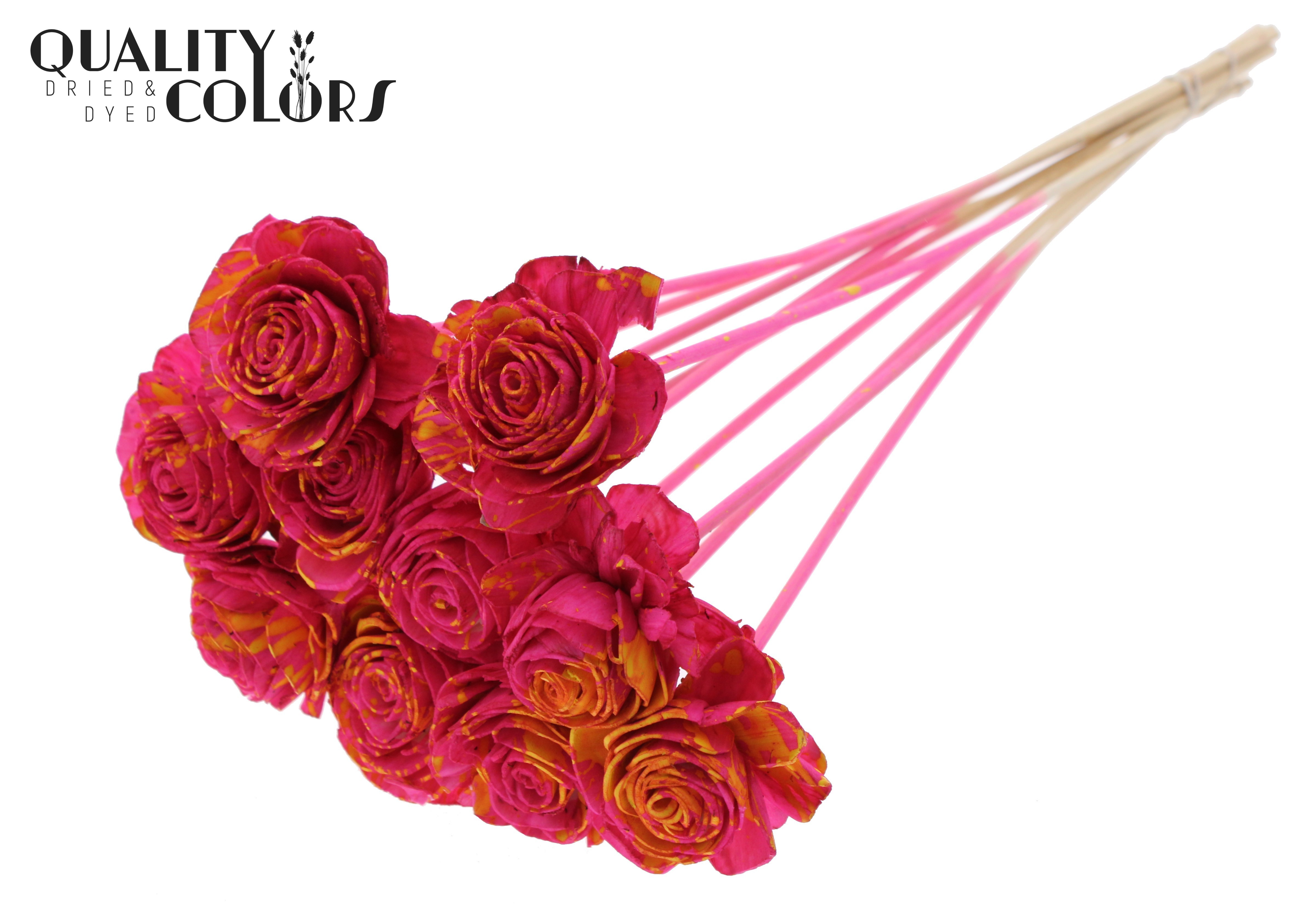 Shola Beauty Rose Splashed Cerise Yellow 50cm