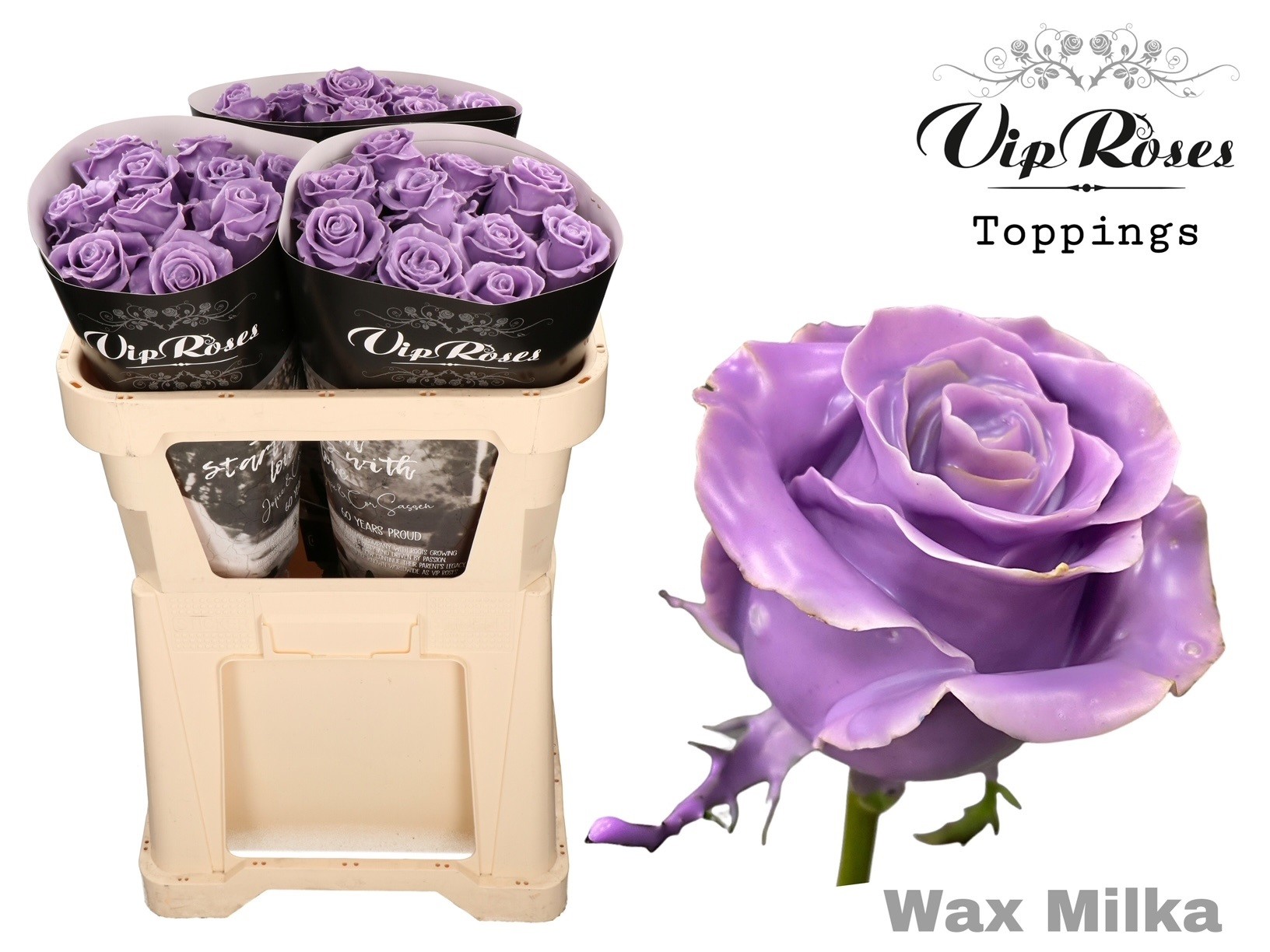 Rosa Waxed 60cm