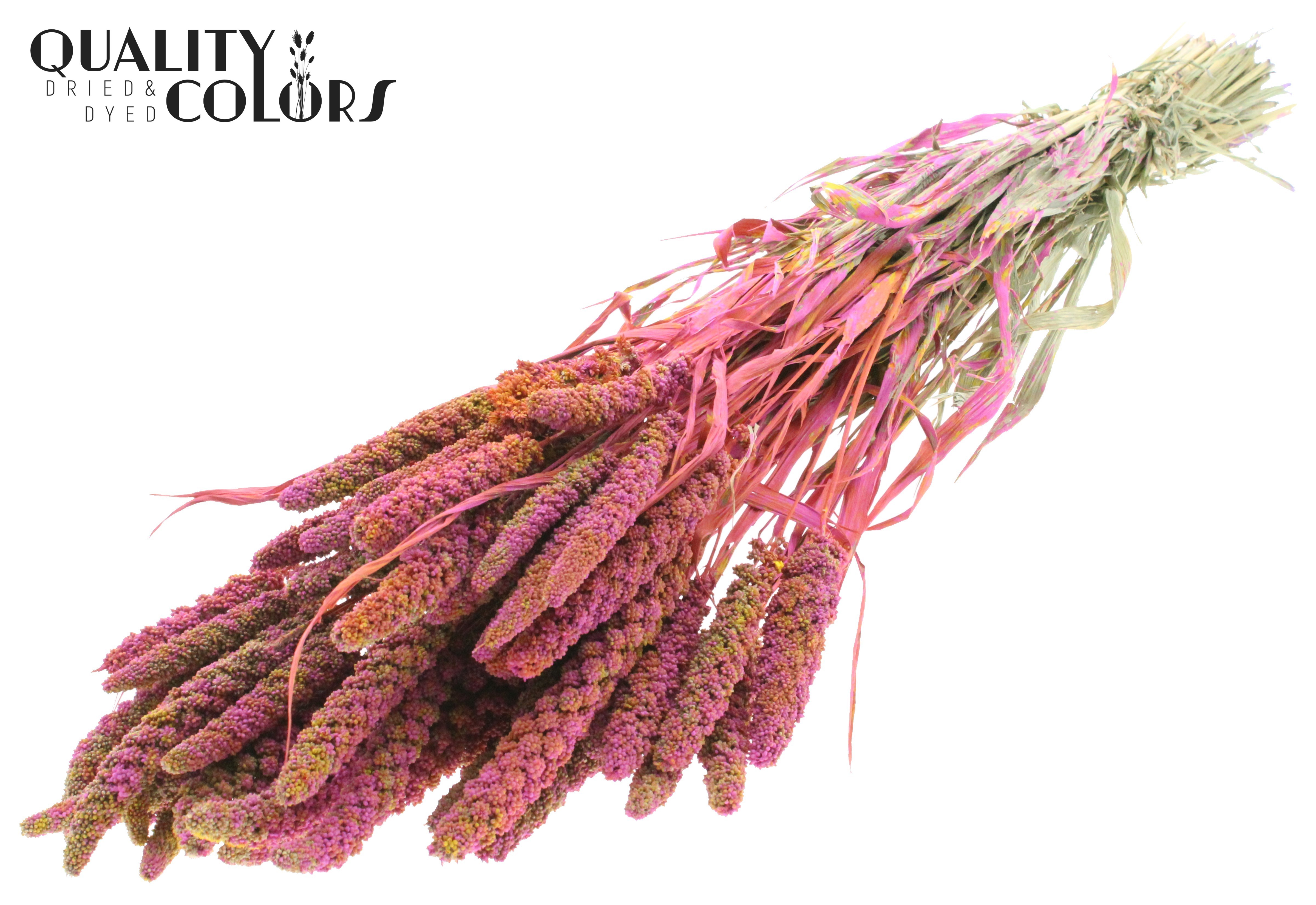 Panicum Multicolour Cerise Per Bunch 60cm