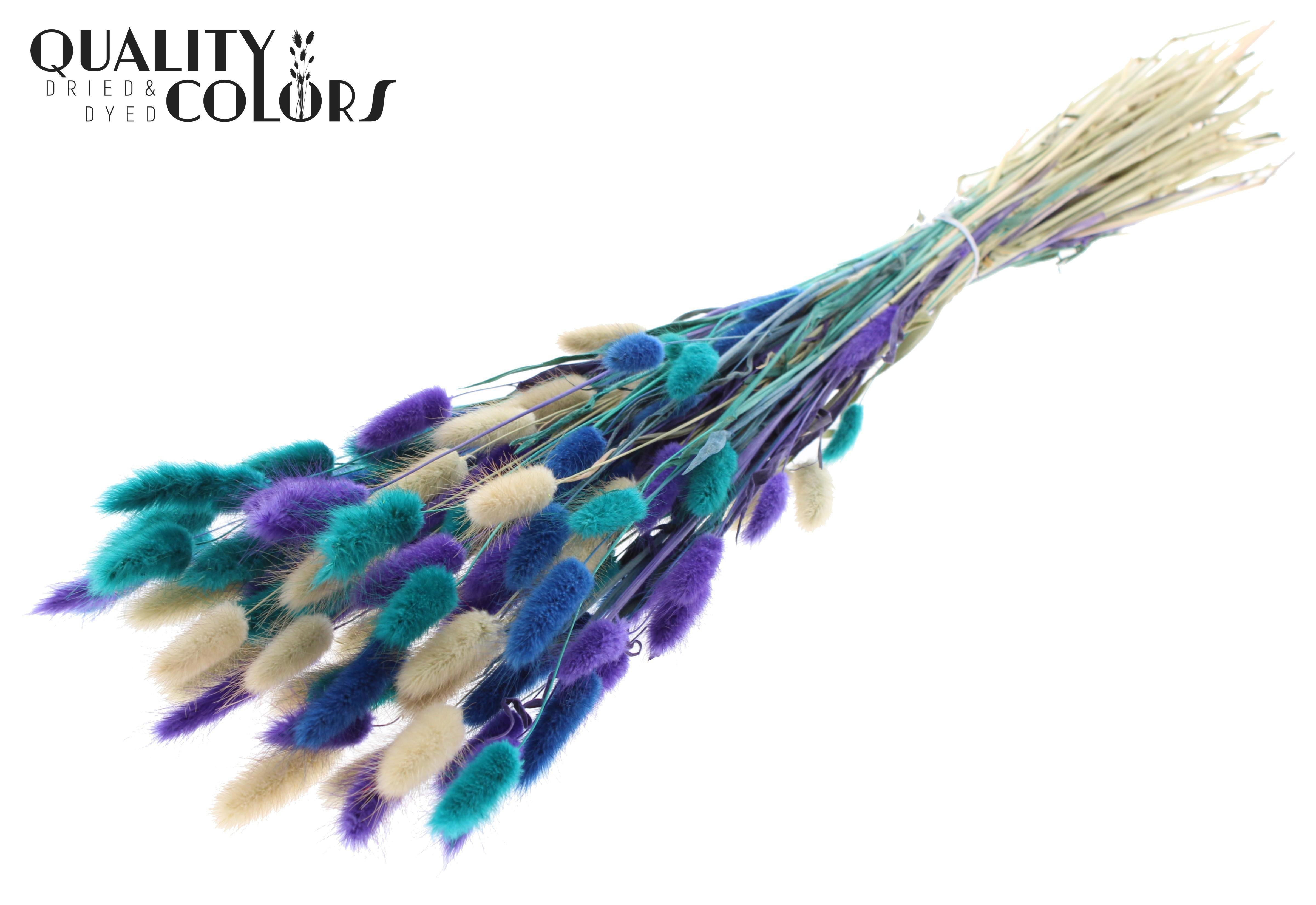 Lagurus Scandinavian Mix Per Bunch 70cm