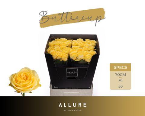 Rosa Buttercup 70cm