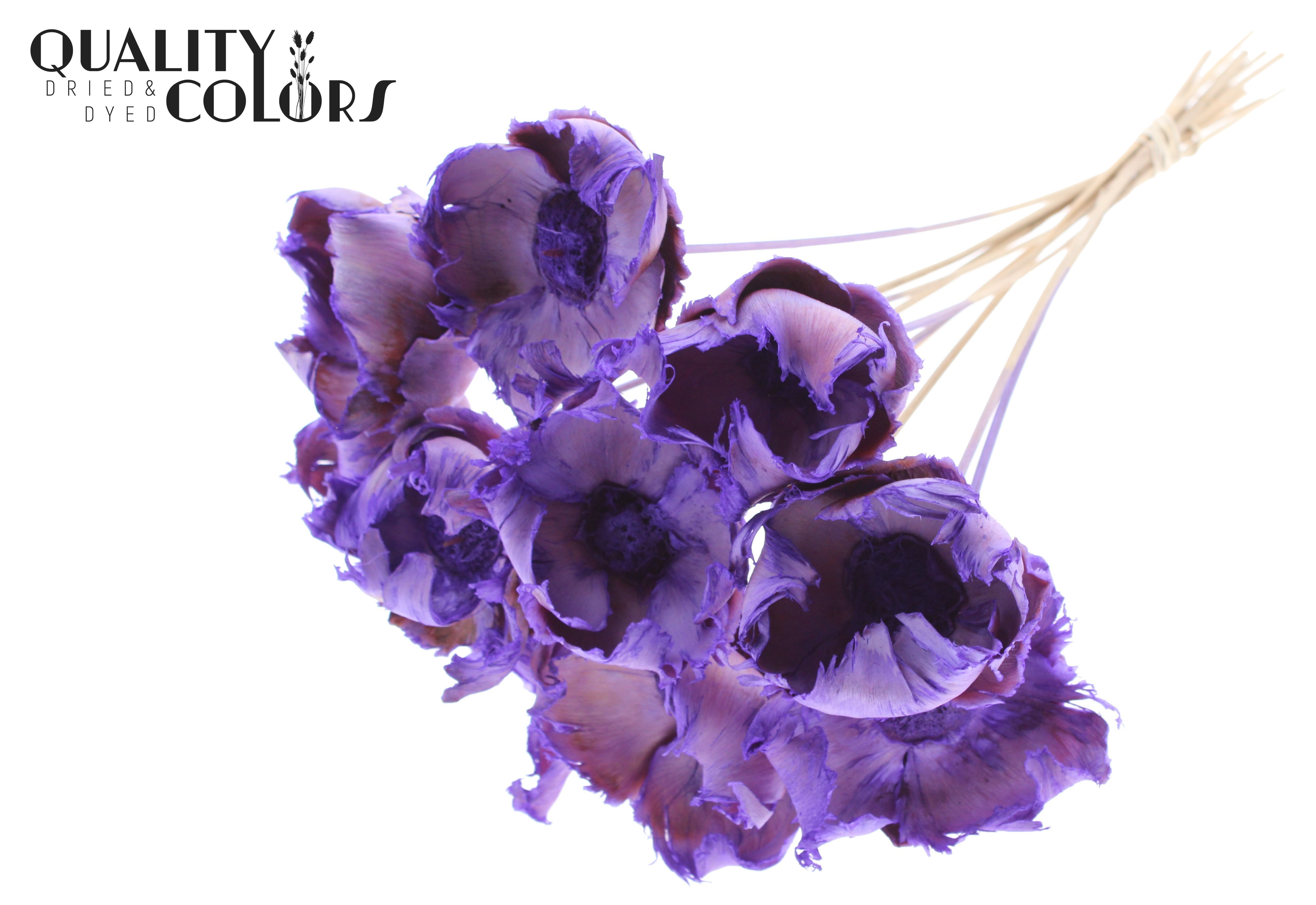Palm Cup Intense Frosted Milka 50cm