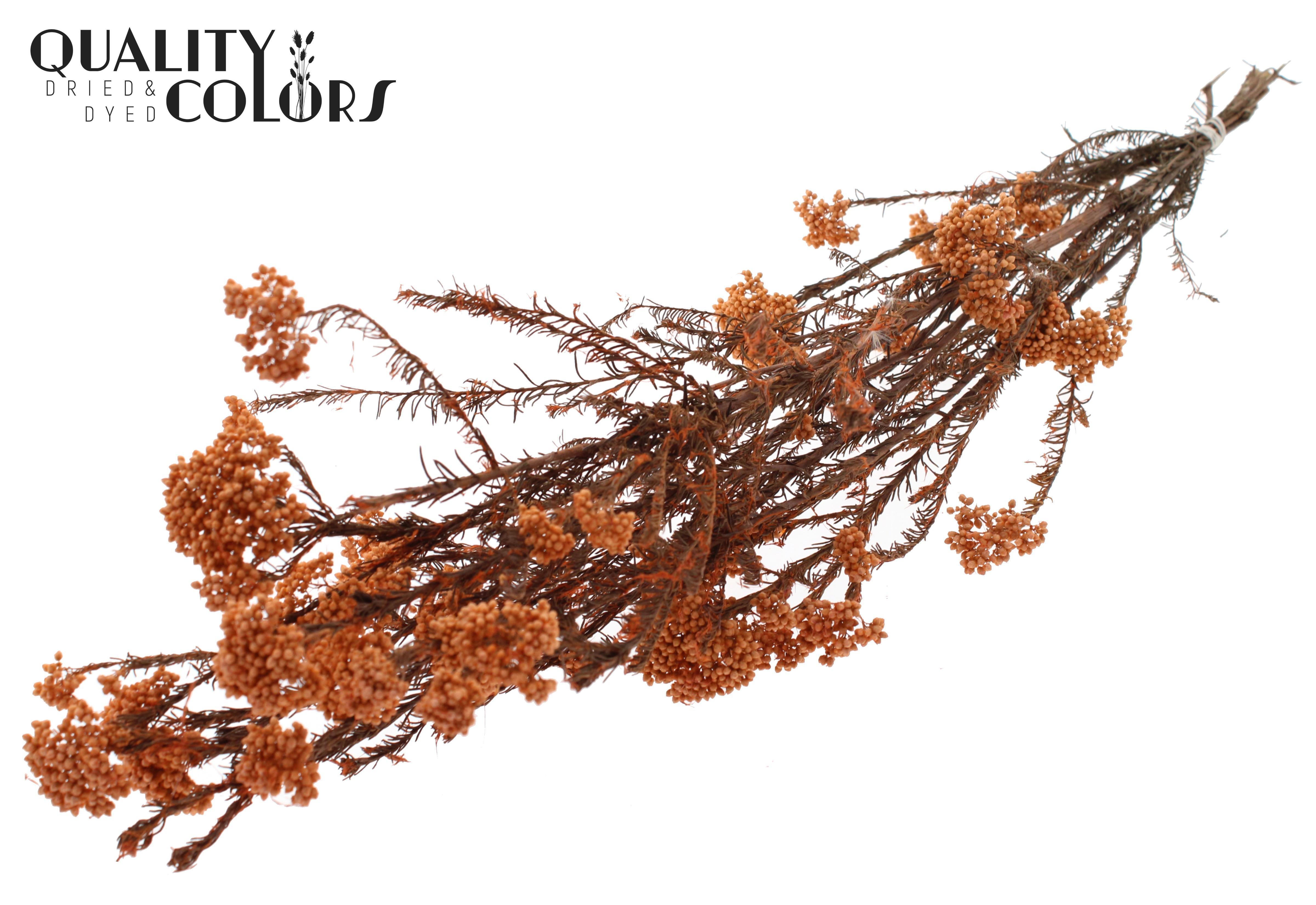 Ozothamnus Salmon Per Bunch 70cm