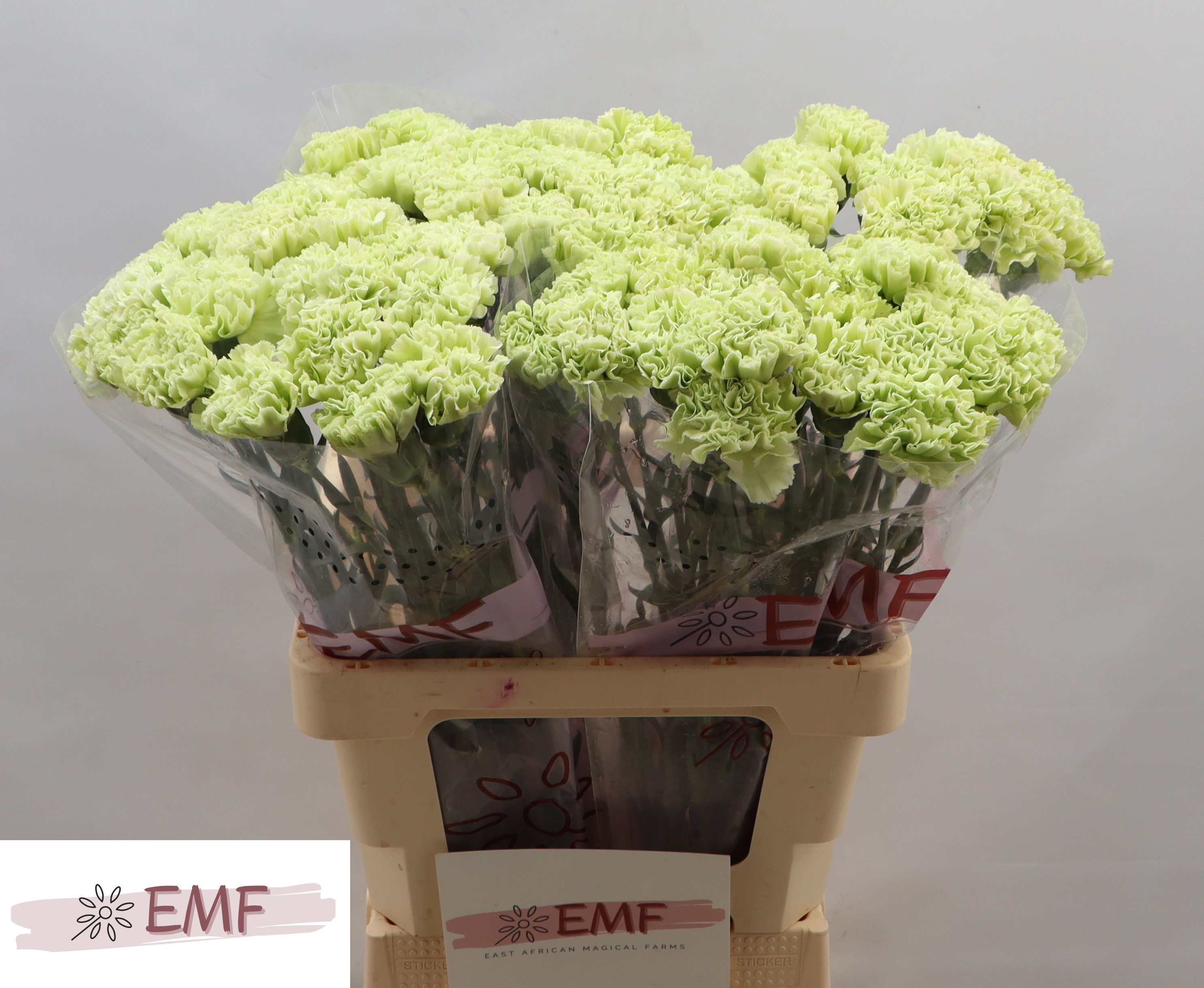 Dianthus Single Eternal Fairy+ 65cm