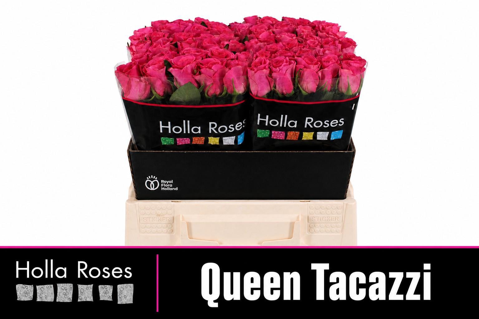 R Gr Queen Tacazzi+ 40cm