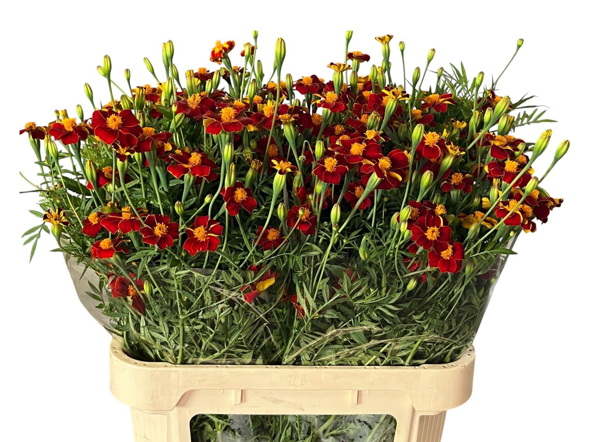 Tagetes Burning Embers 80cm