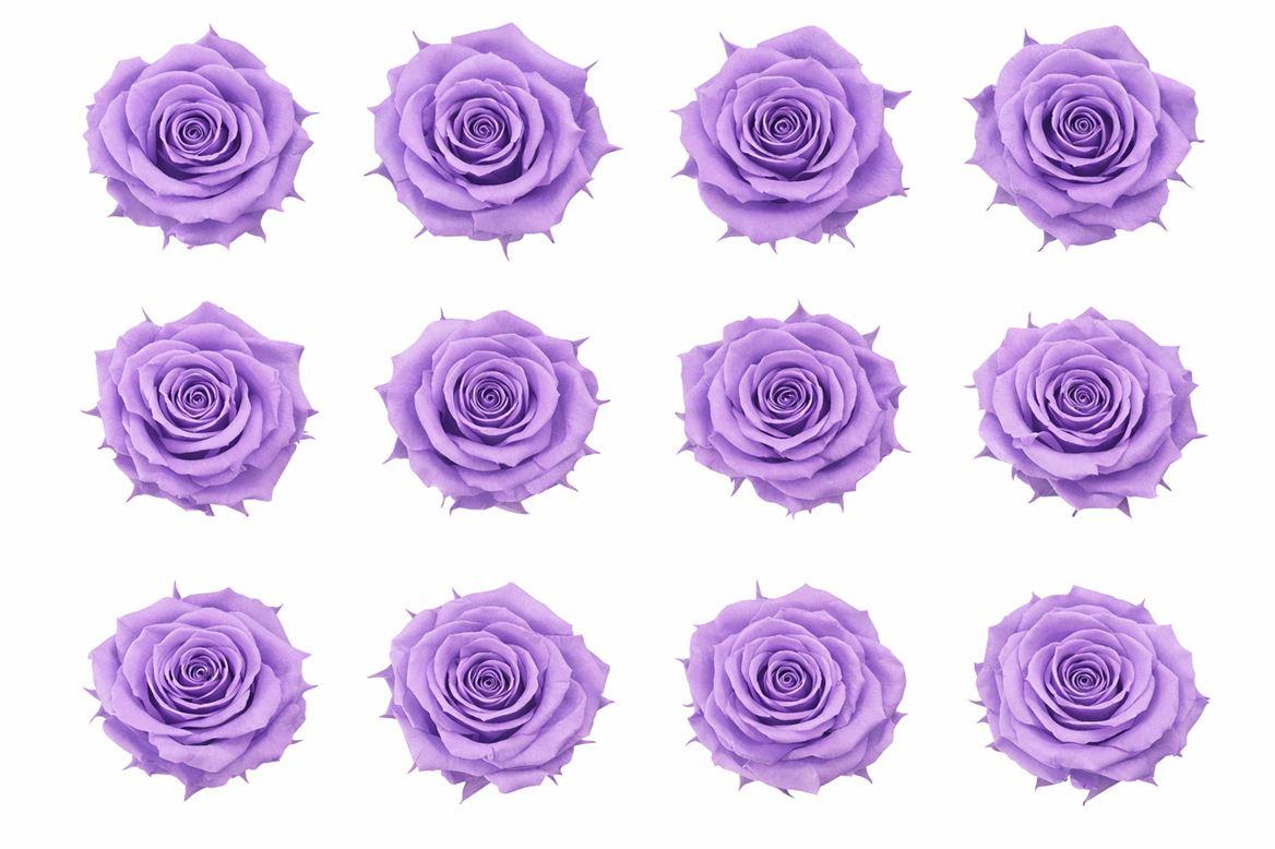 Ro Pres Mini Purple Light