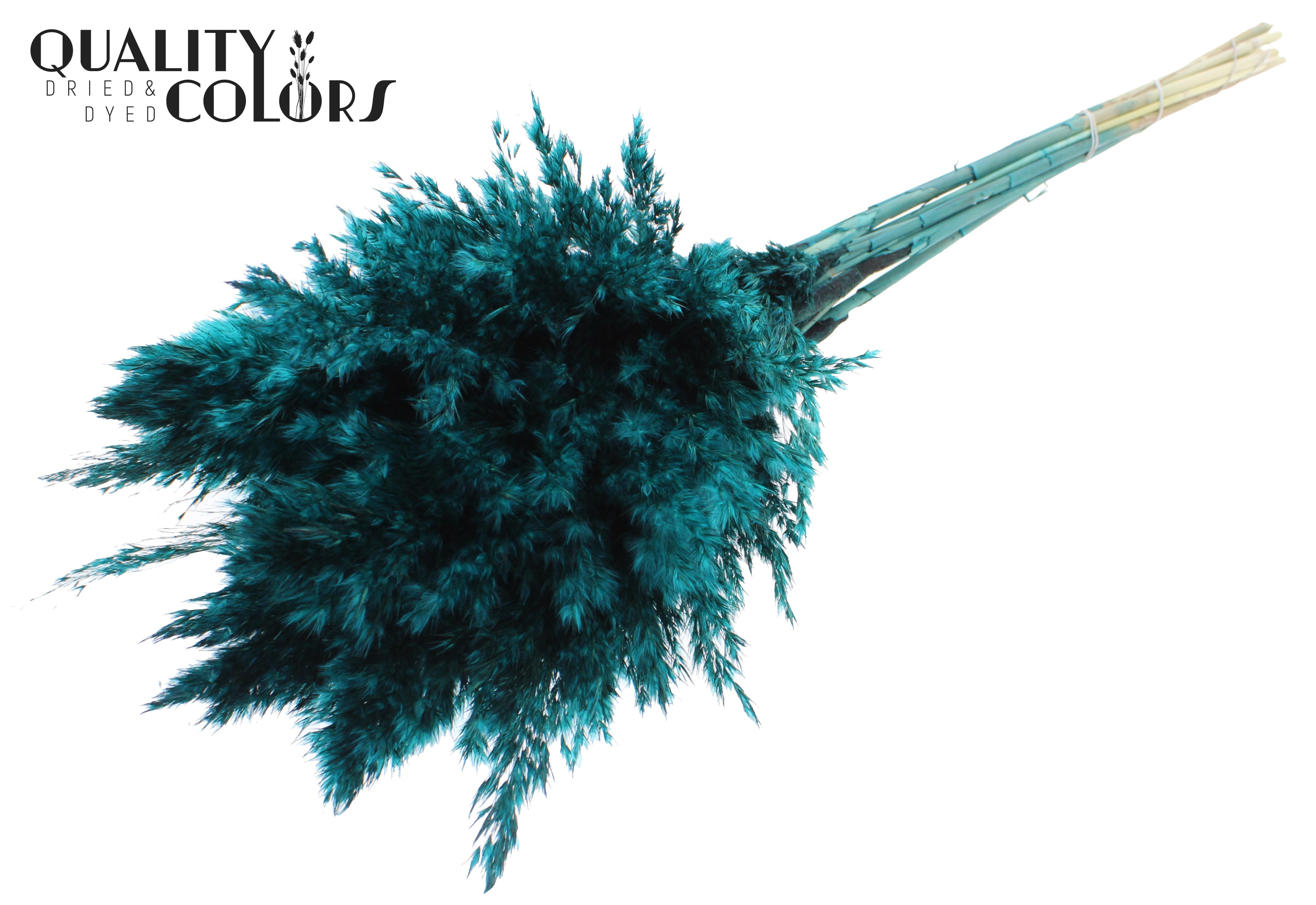 Pampas Grass Turquoise Per Bunch 70cm