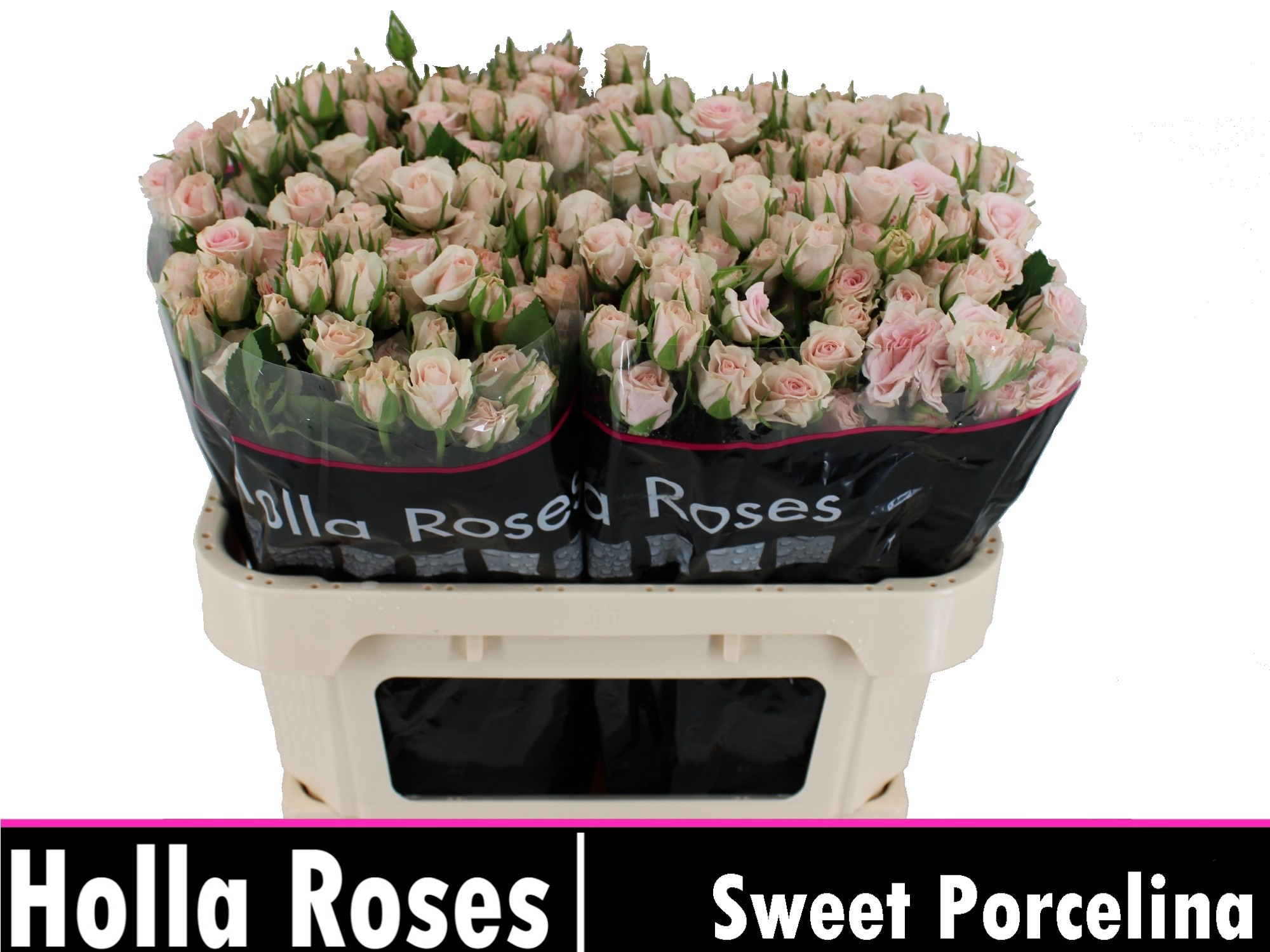 Rosa Spr Sweet Porcelina 70cm