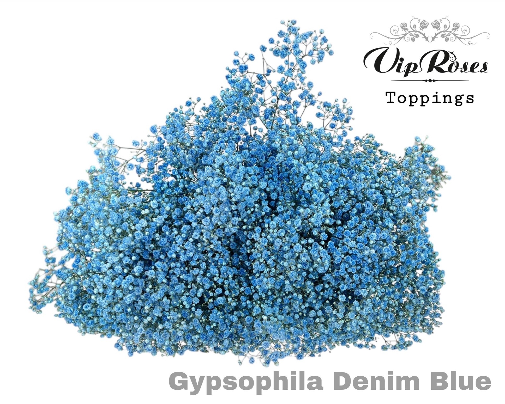 Gypsophila Painted Panic Denim Blue 80cm 40gr.