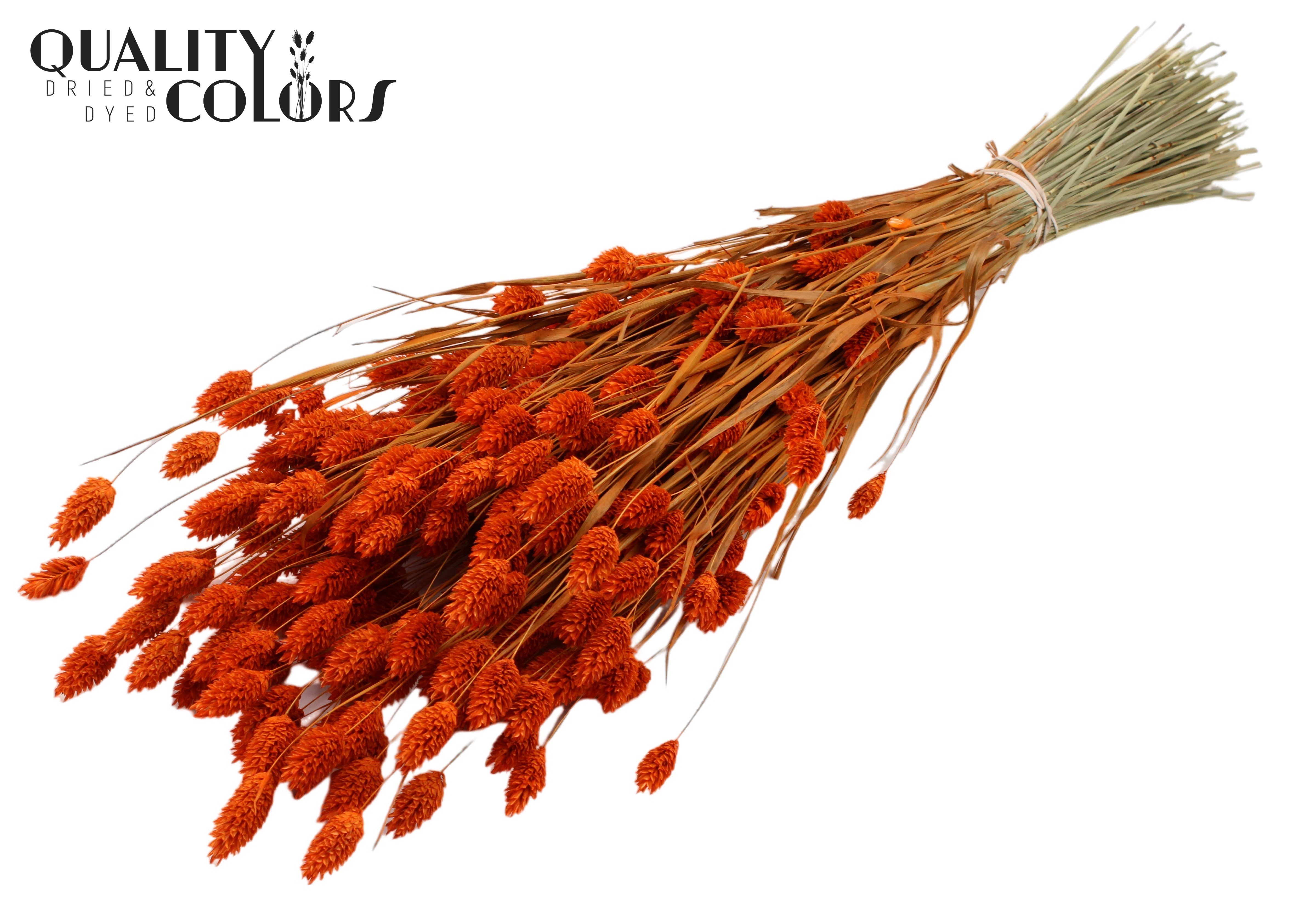 Phalaris Orange Per Bunch 60cm 220gr.