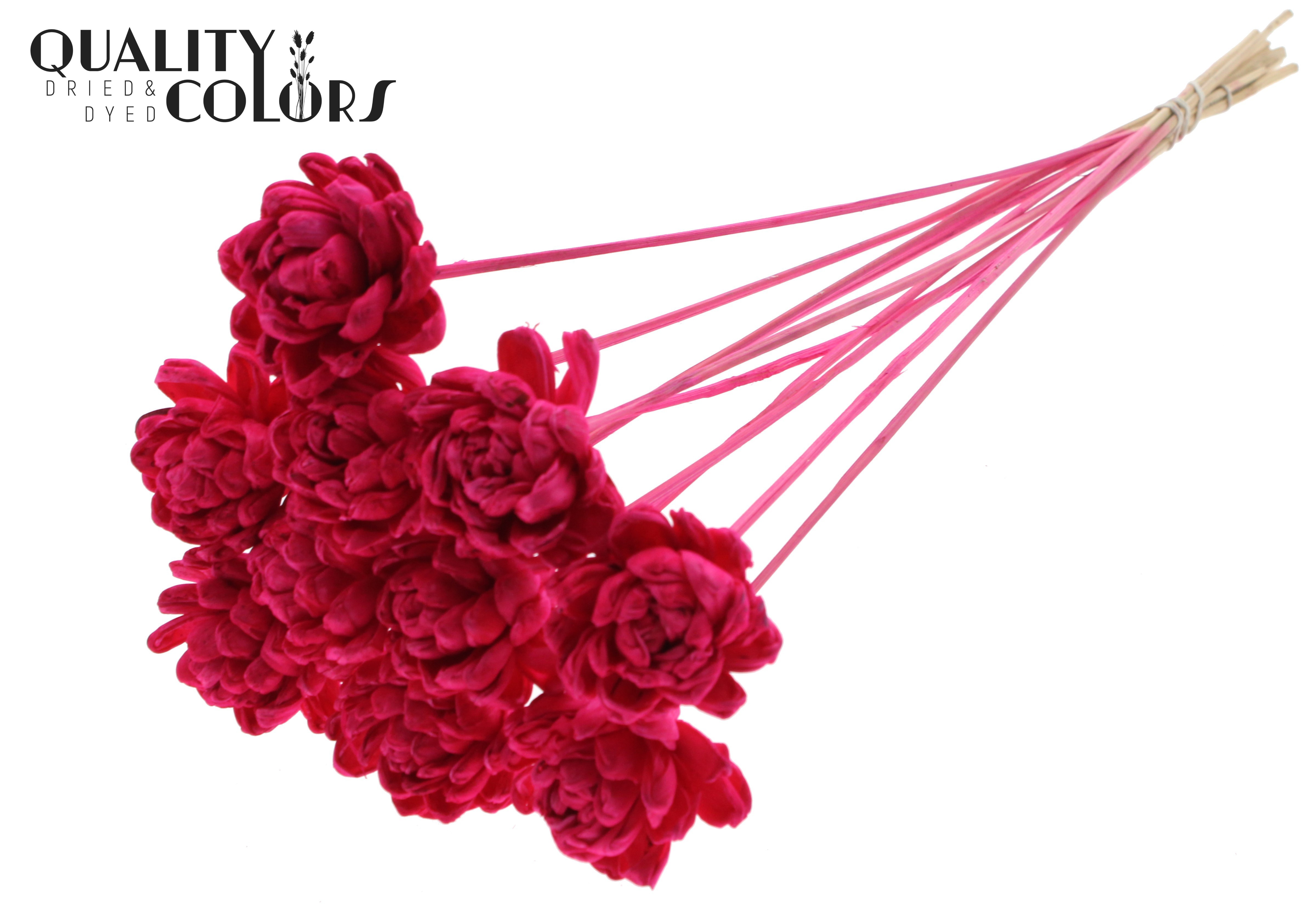 Shola New Beauty Rose Cerise 50cm