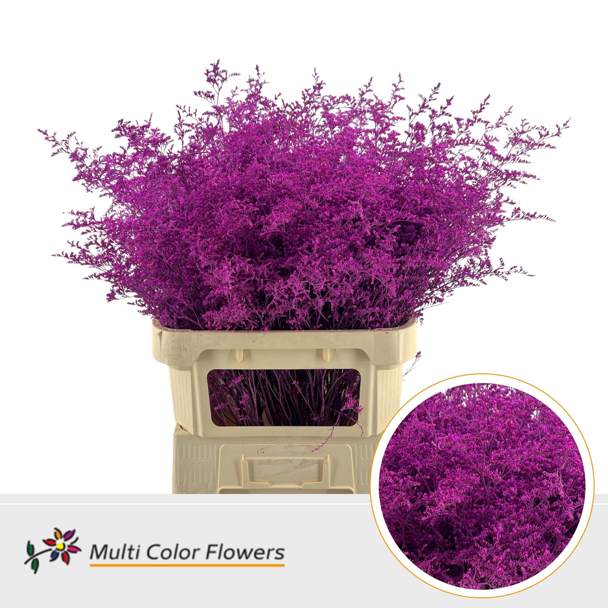 Limonium Painted Beltaard Hot Pink 90cm
