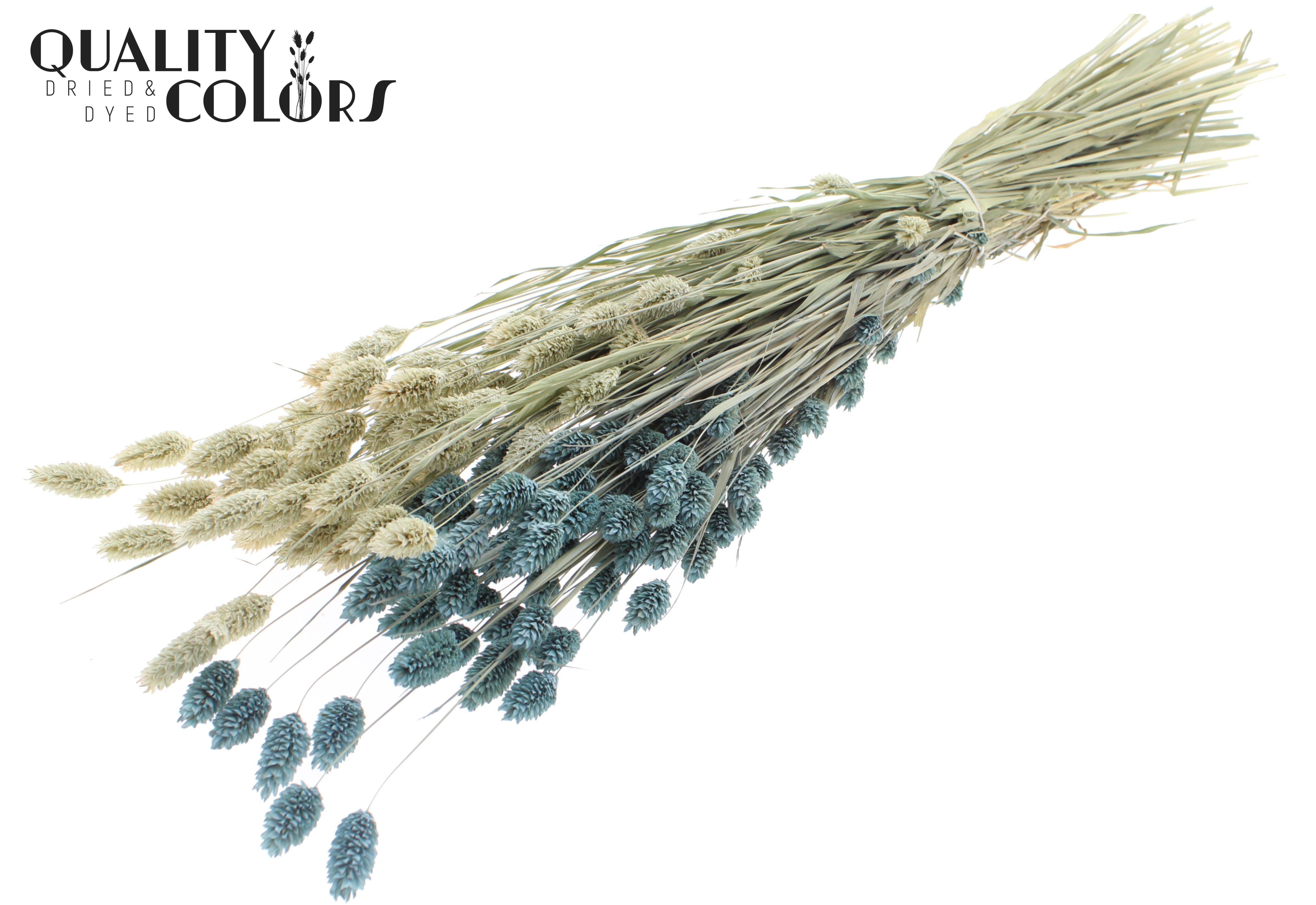 Phalaris Two Tone Frosted Light Blue Per Bunch 60cm 220gr.