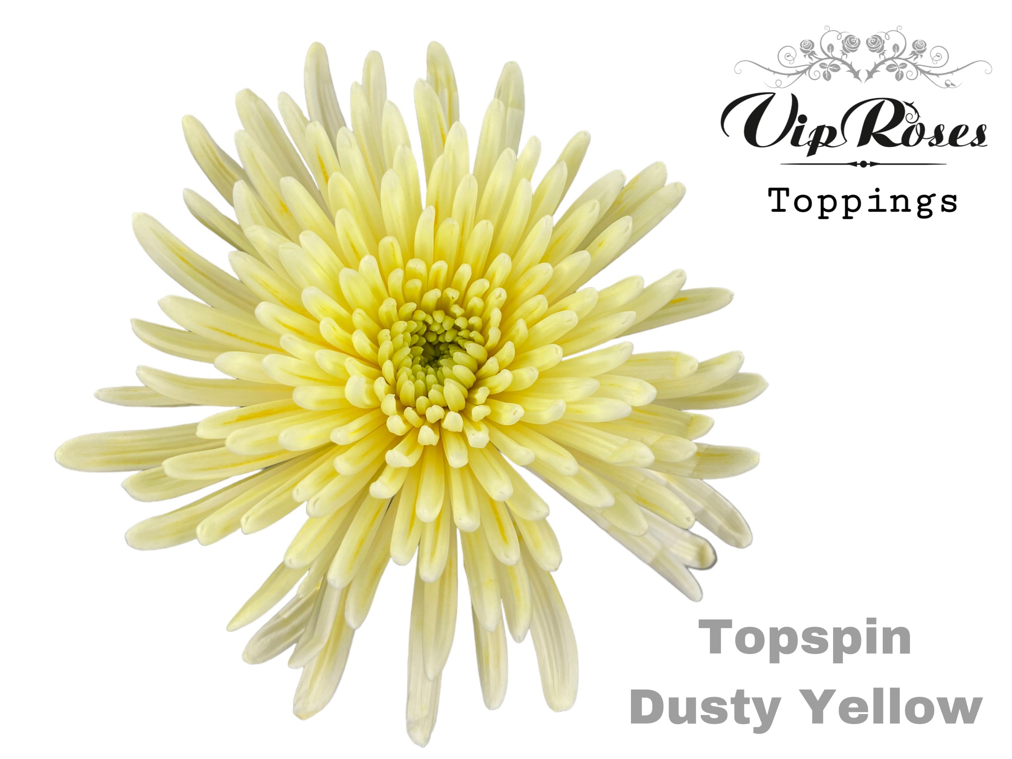Chr G Topspin Dusty Yellow 70 cm