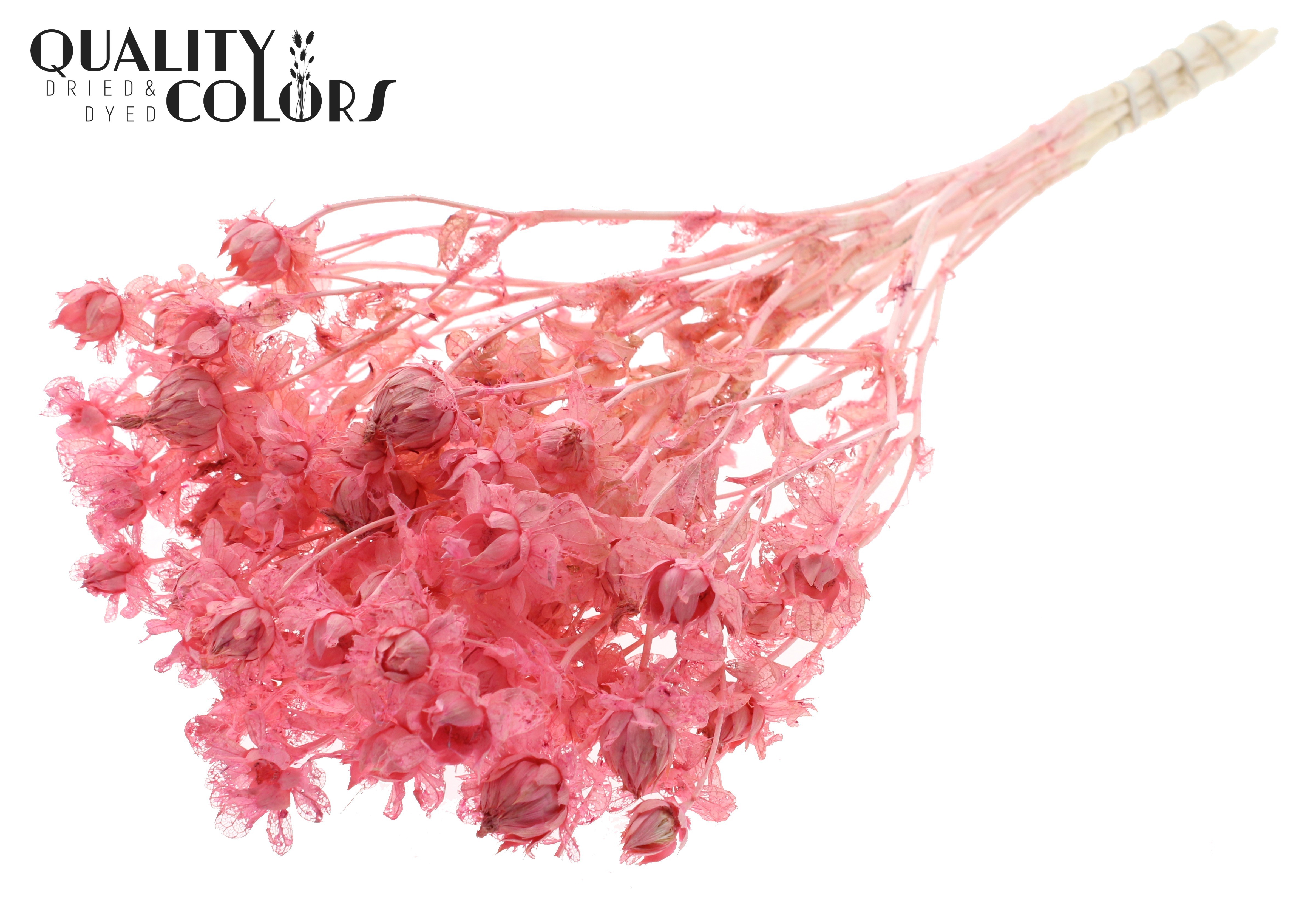Carthamus Intense Frosted Pink Per Bunch 70cm