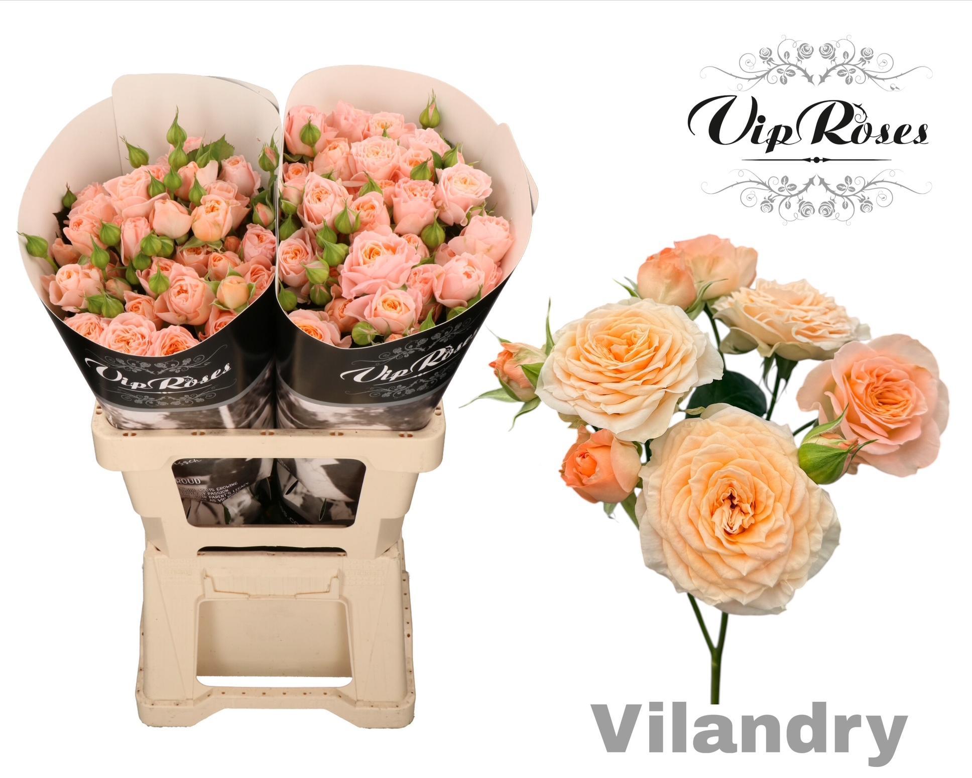 Rosa Spr 70cm