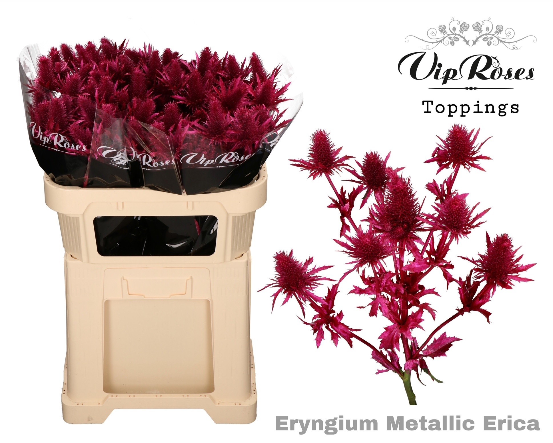 Eryngium Alpinum Painted 60cm