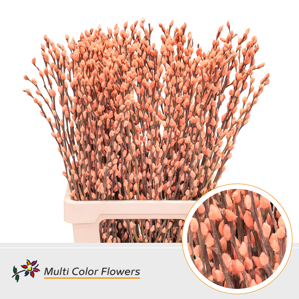 Salix Snow Flake Painted Apricot 70cm