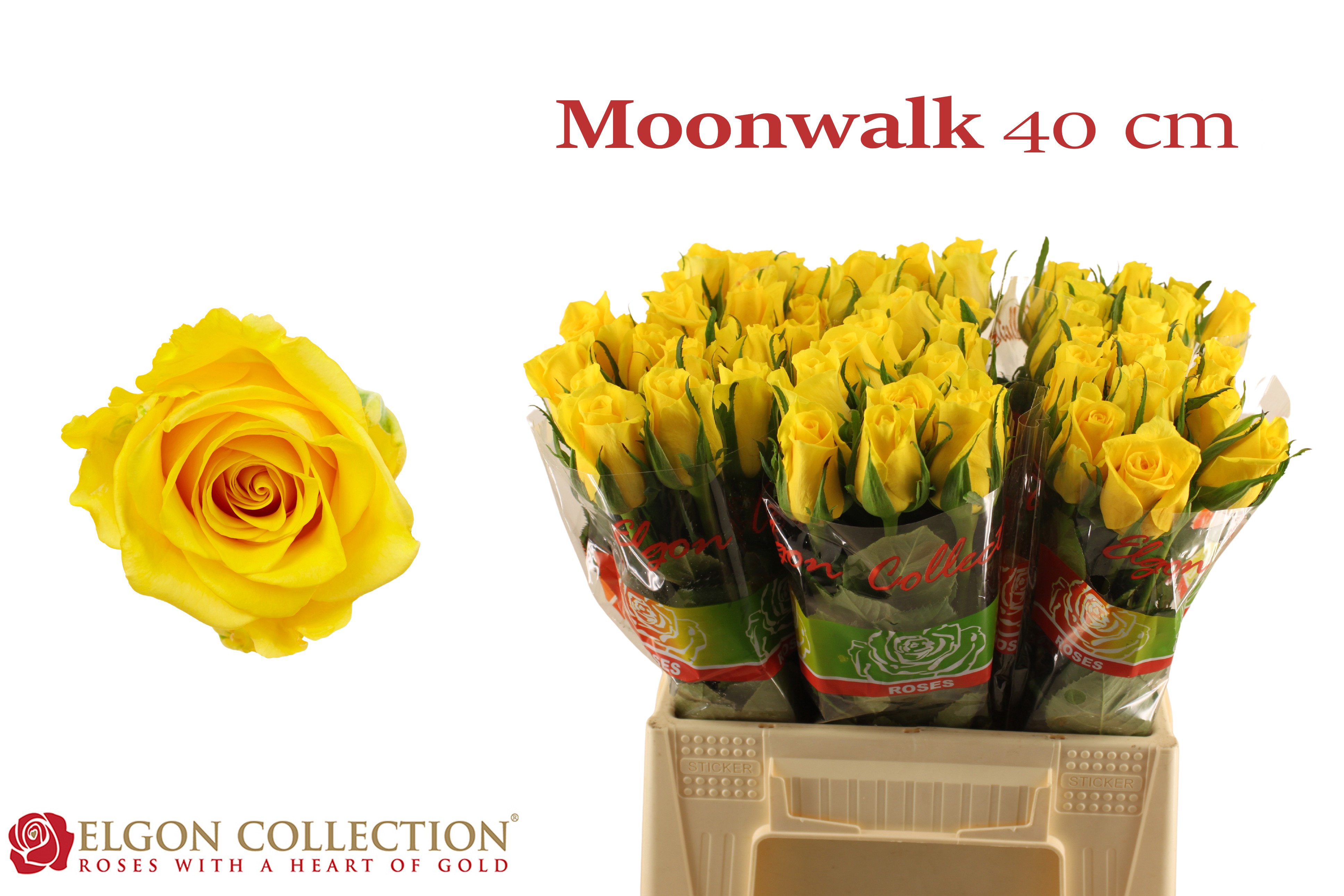 R Gr Moonwalk