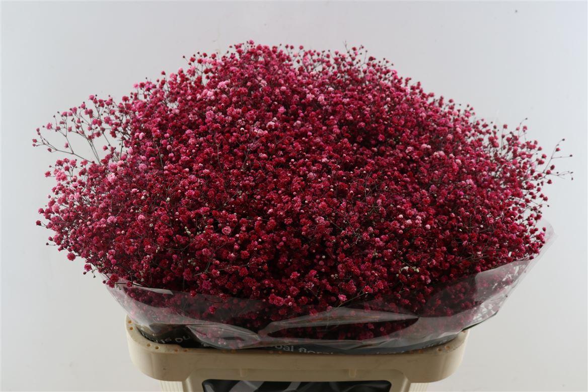Gyps Pa. Red Wine
