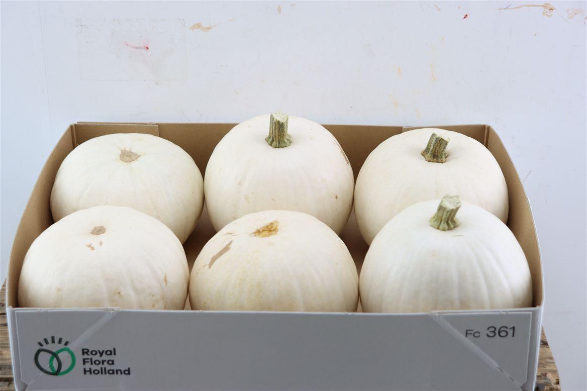 Sier Cuc P Snowball X6