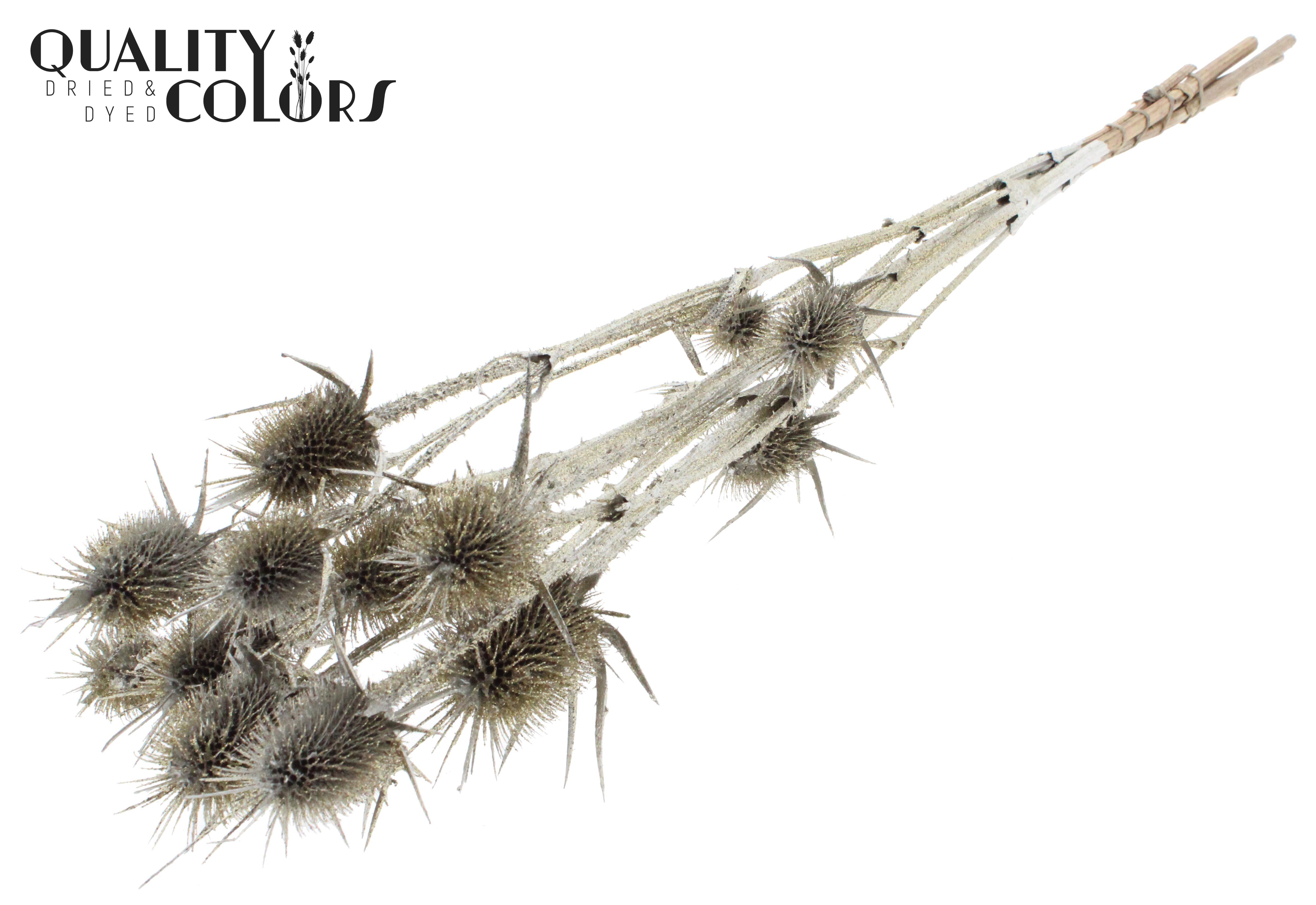 Eryngium Platinum + Glitter Per Bunch 70cm