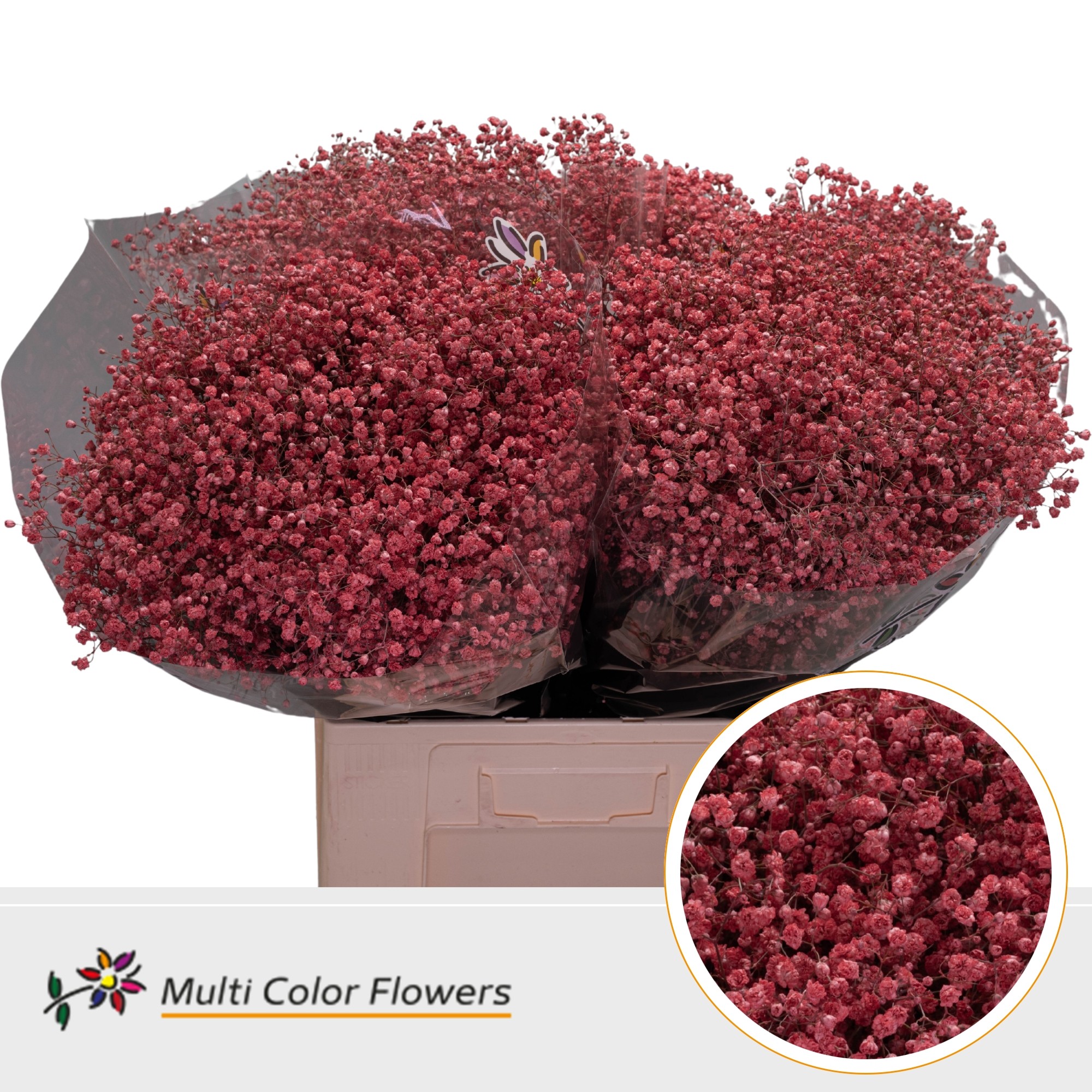 Gypsophila Painted Xlence Coral 70cm