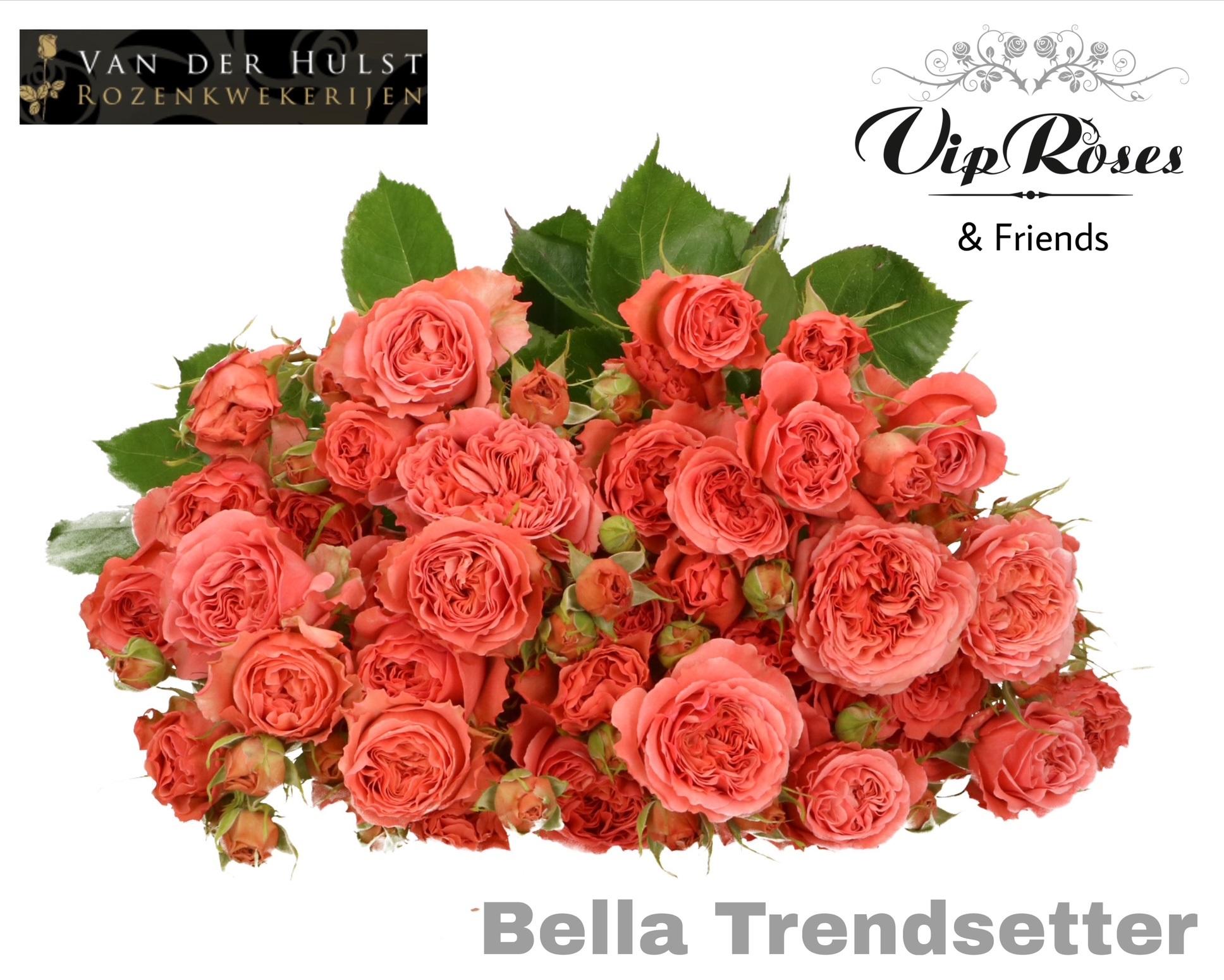 R Tr Bella Trendset (vd Hulst) 70 cm