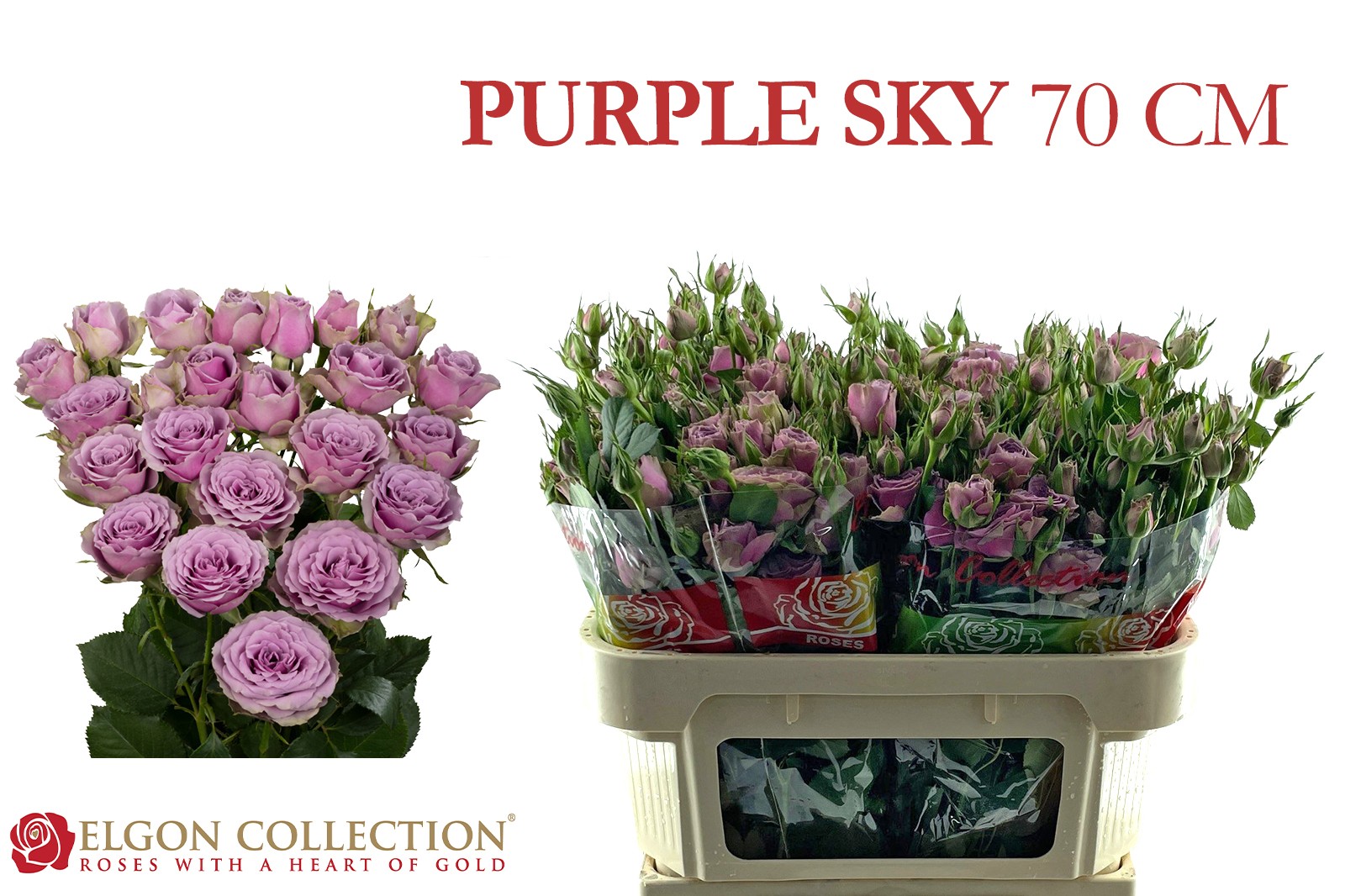 R Tr Purple Sky