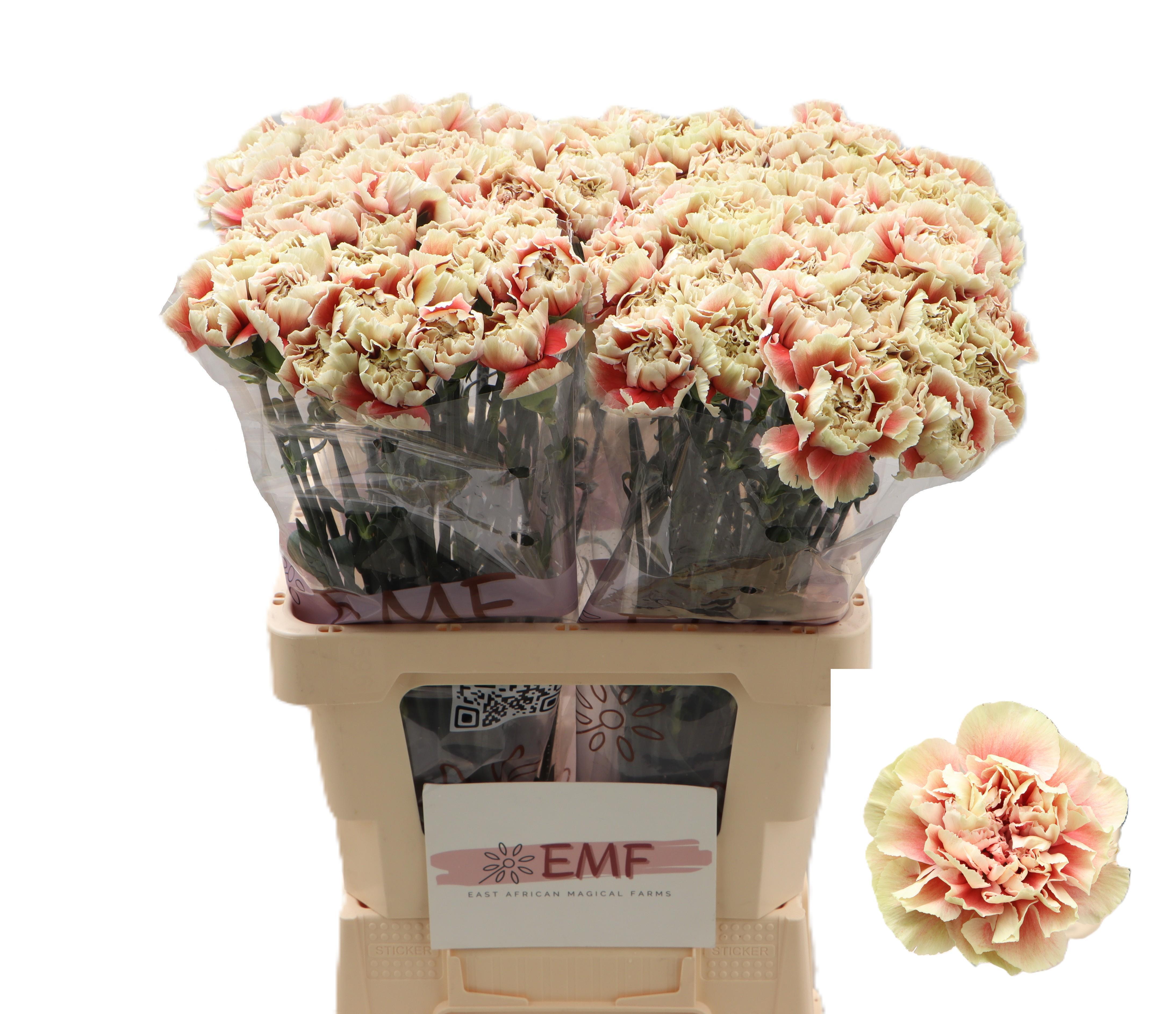 Dianthus Single Wow+ 65cm