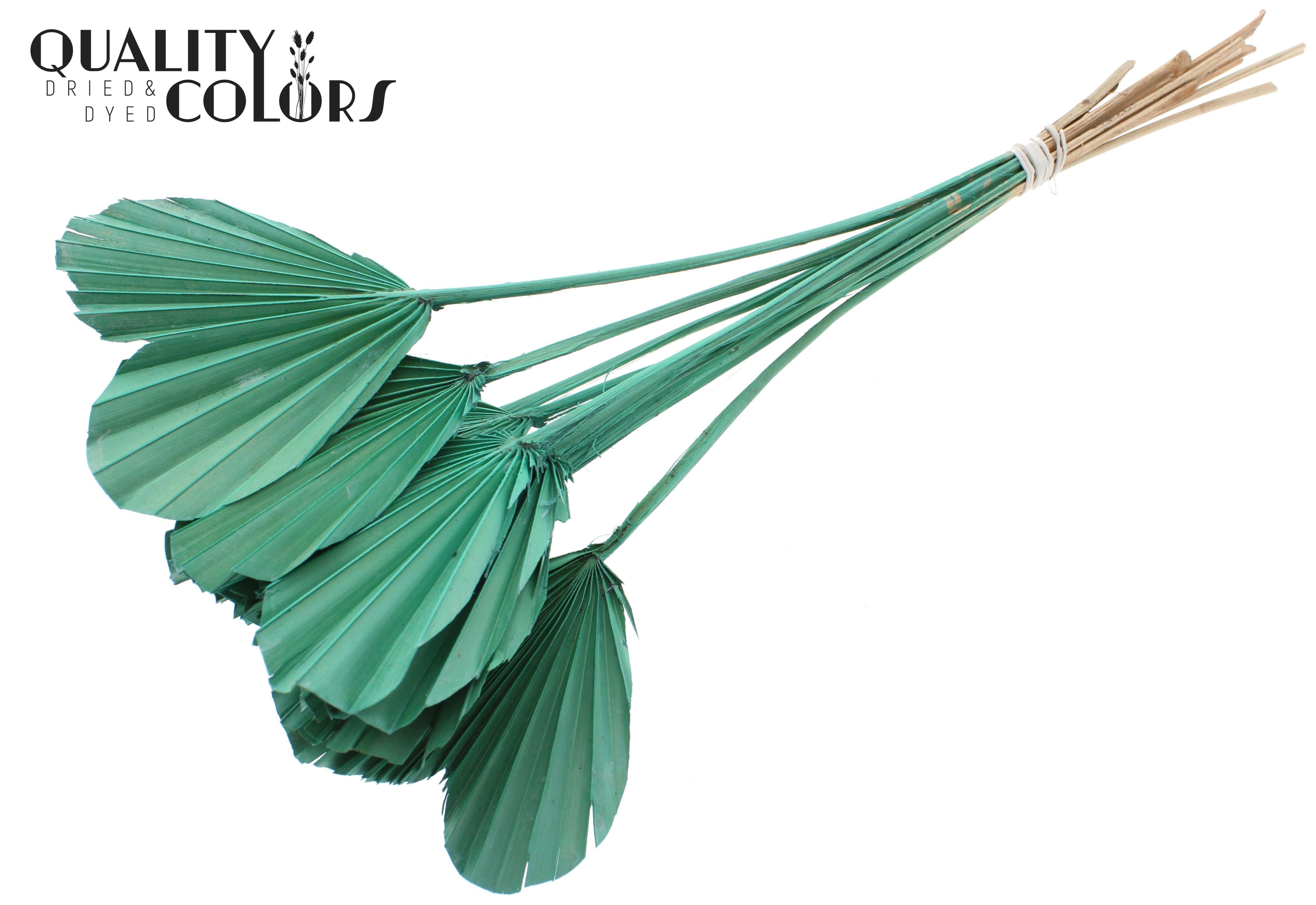 Palm Spear Heart Frosted Mint 45cm