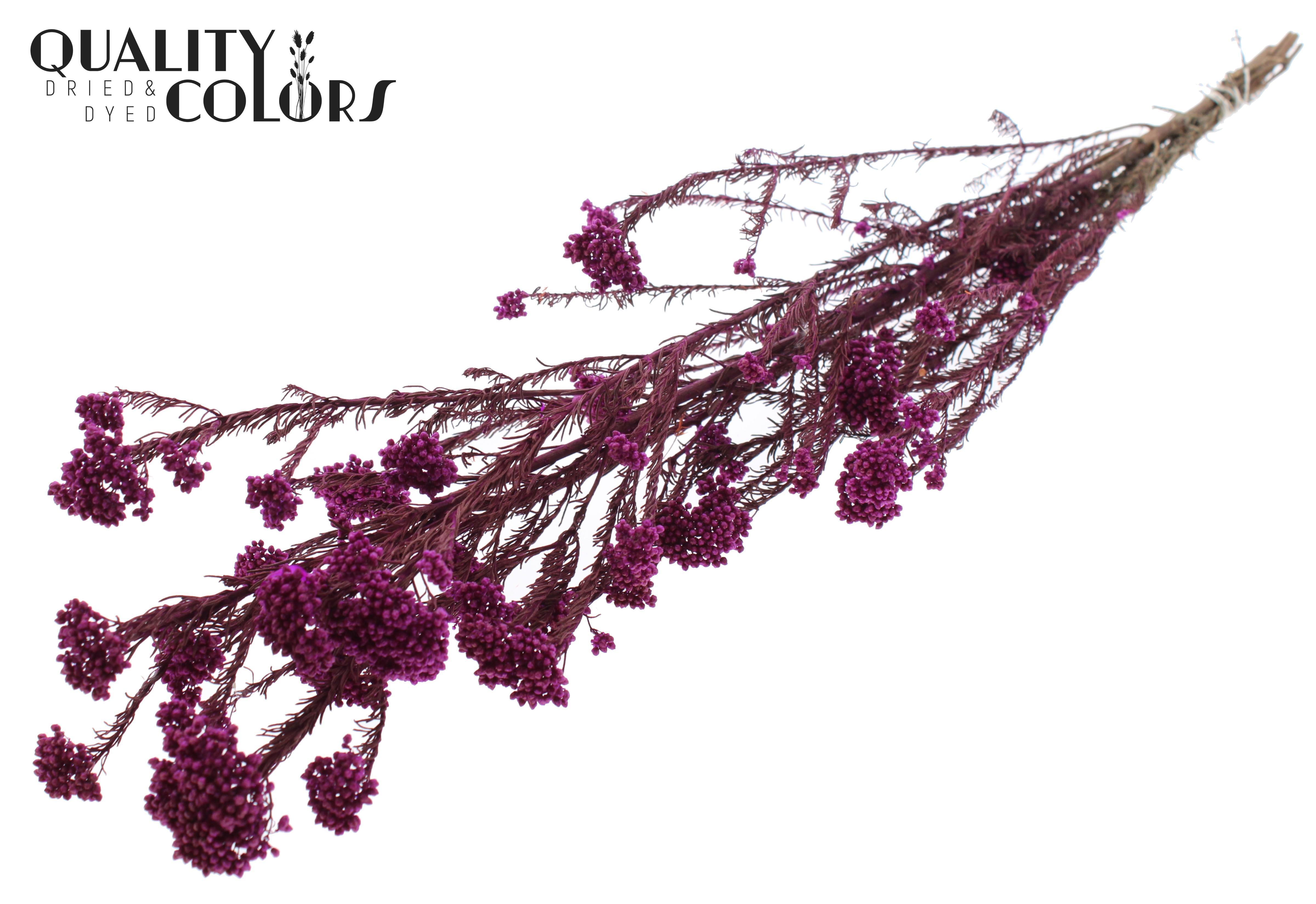 Ozothamnus Lilac Per Bunch 70cm